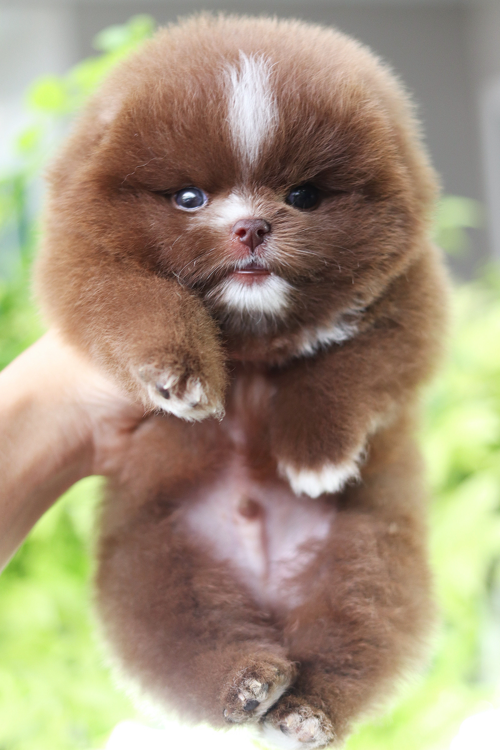 ปอมเมอเรเนียน เพศผู้ สีช็อค เกรดโชว์