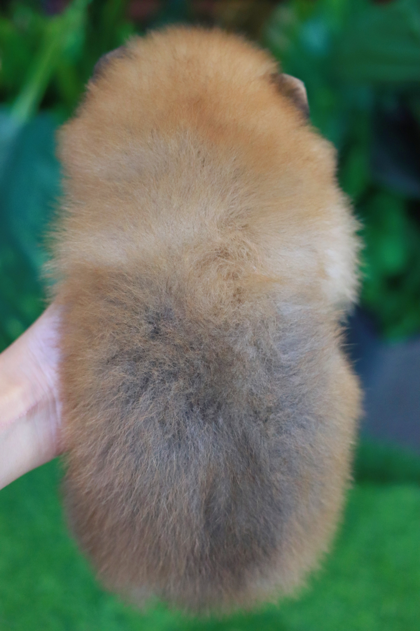 ปอมเมอเรเนียน เพศผู้สีส้มขนแน่น