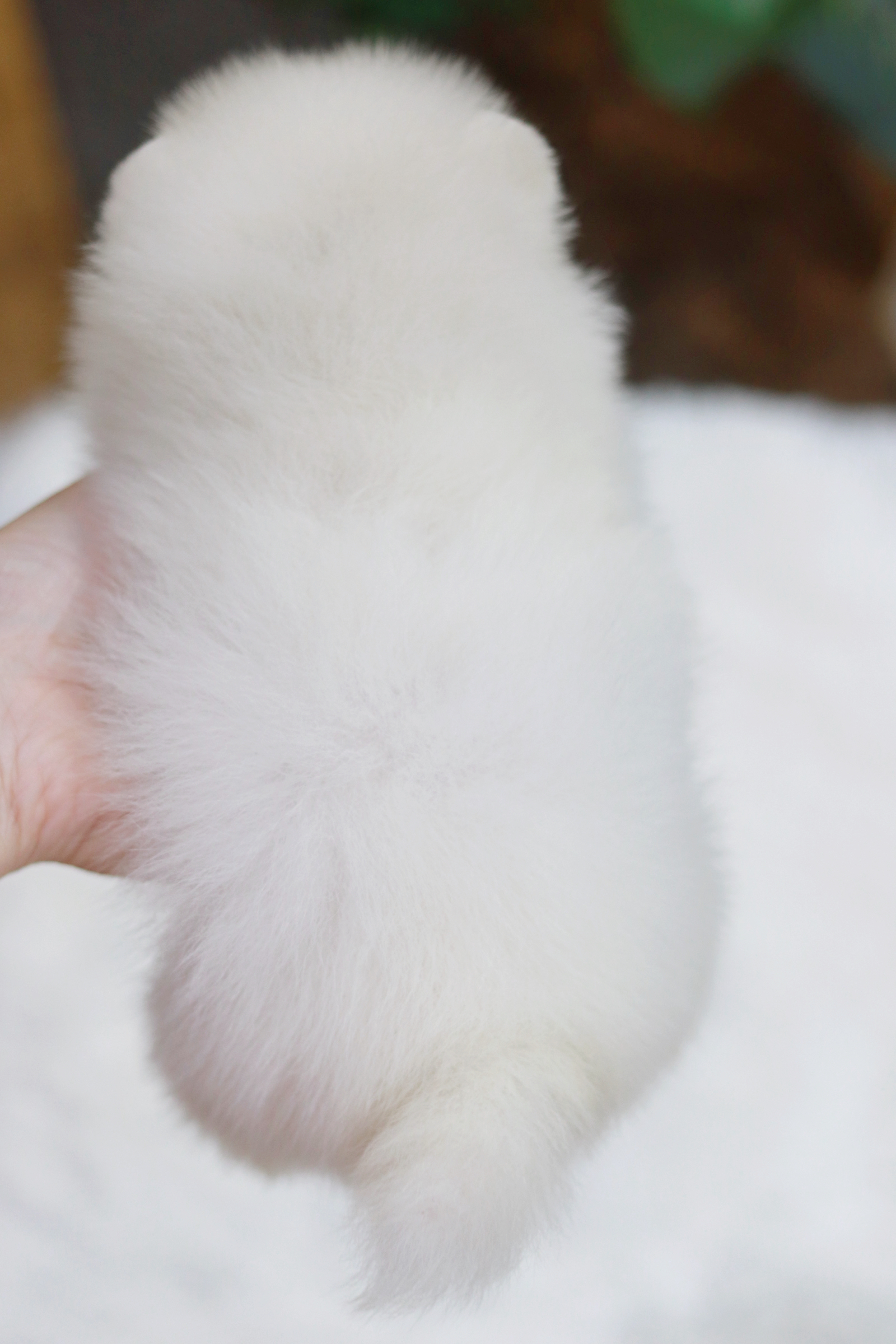 ปอมเมอเรเนียน เพศผู้ ขาว