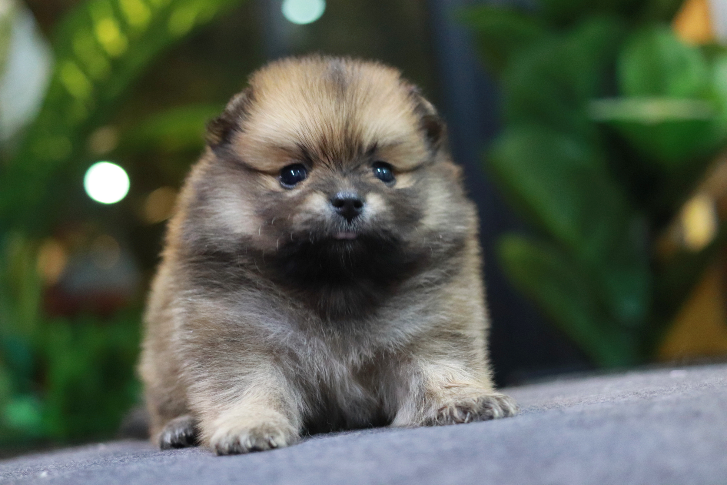 ปอมเมอเรเนียน เพศเมีย