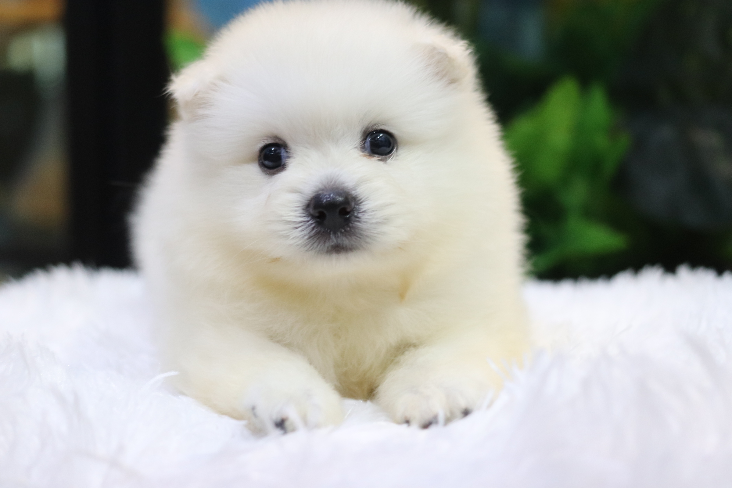 ปอมเมอเรเนียน เพศผู้ เกรดเลี้ยงเล่นไซส์ปกติหน้าฟ็อก