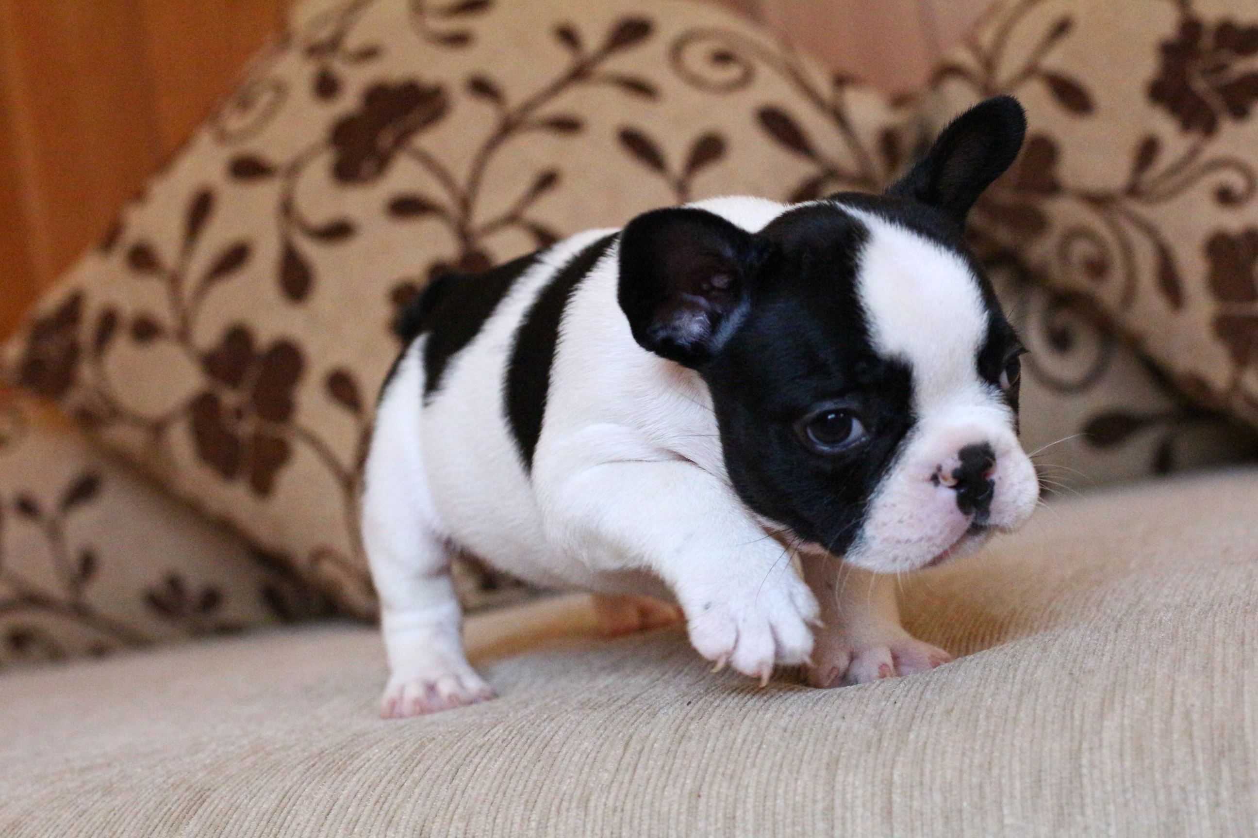 น้องมูมิน เฟรนช์บูลด็อก ลายวัว ผิวพรรณสวยสง่า