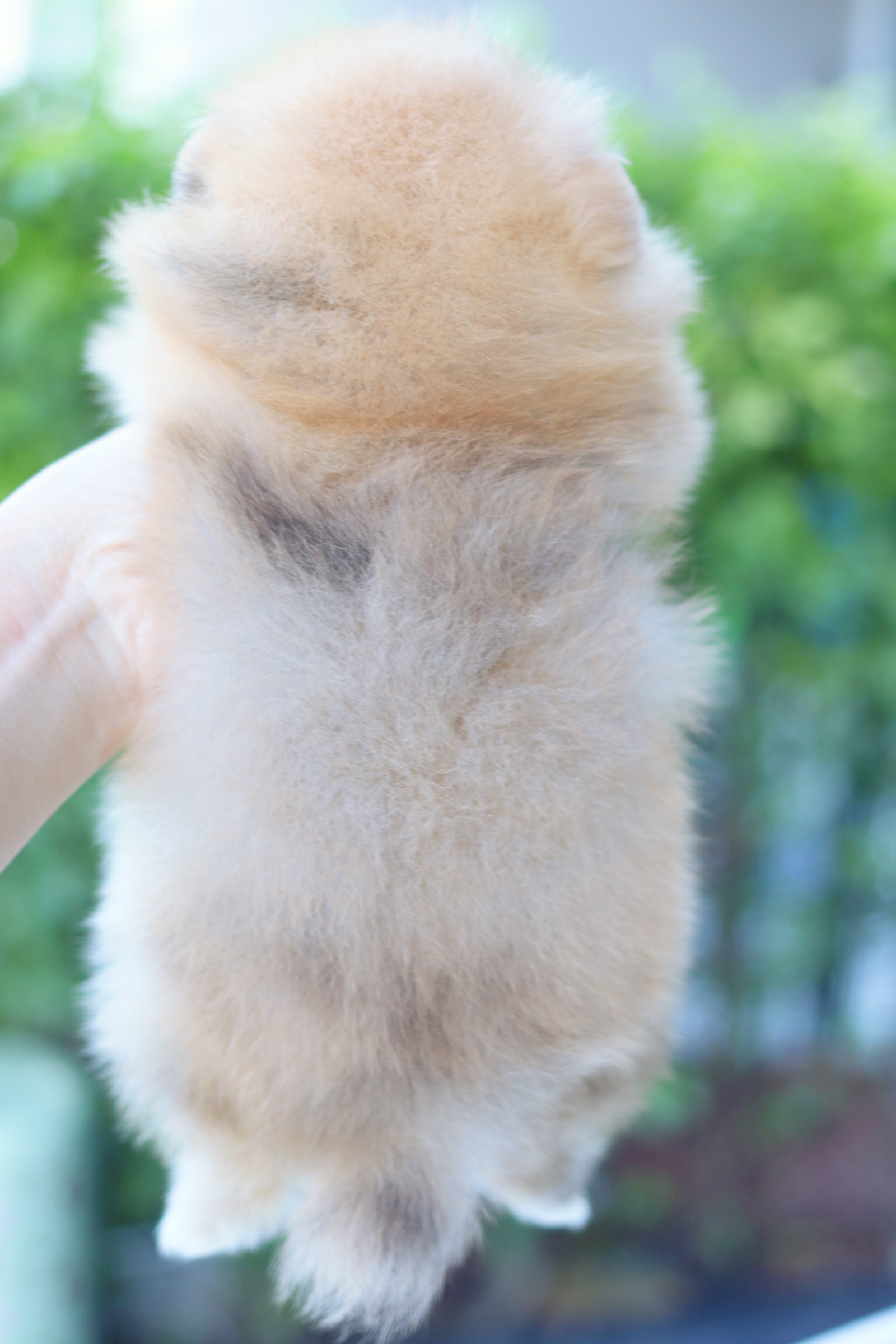 ปอมเมอเรเนียน เพศเมียสีส้ม