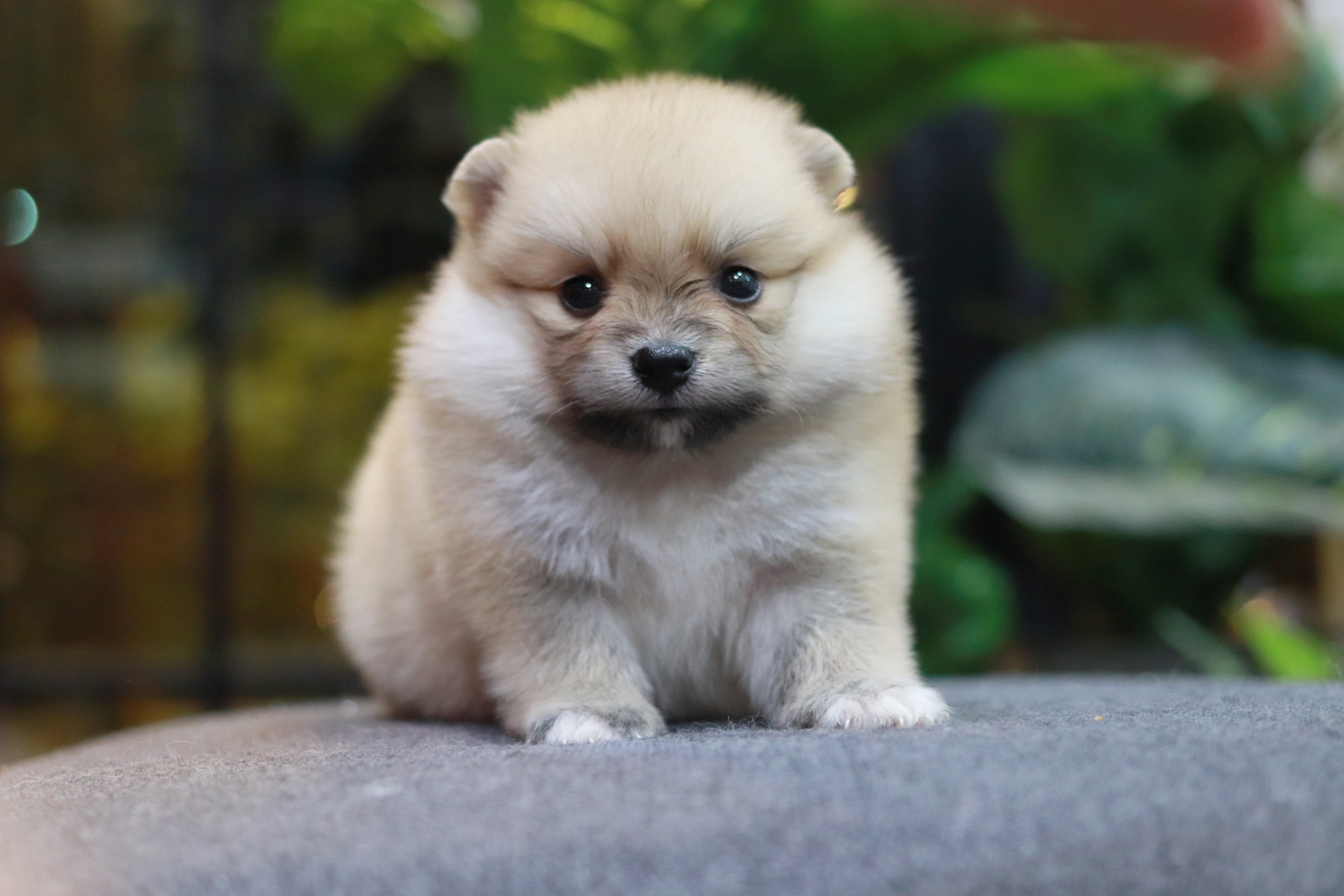 ปอมเมอเรเนียน เพศผู้