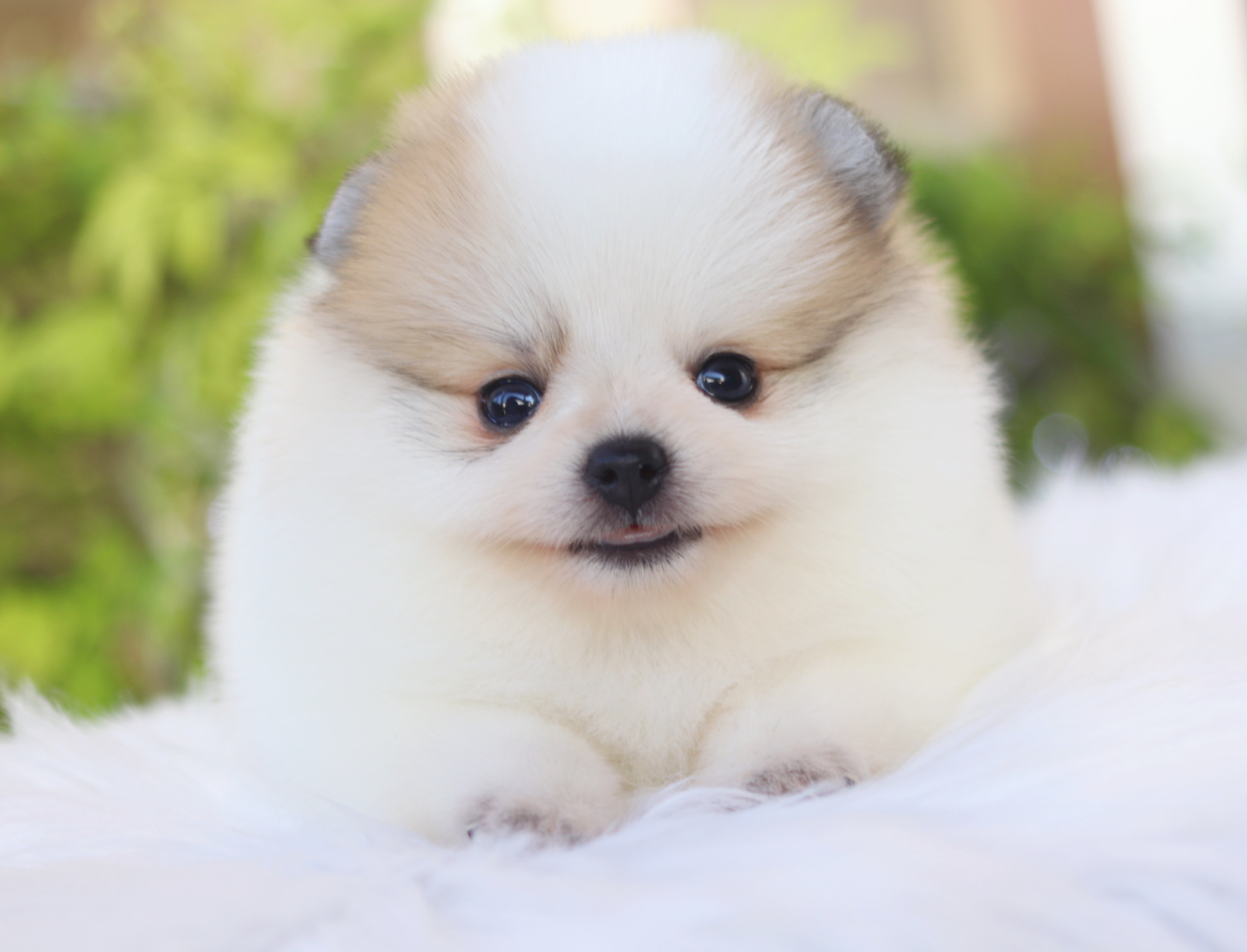 ปอมเมอเรเนียน เพศเมียสีแฟนซีเกรดโชว์