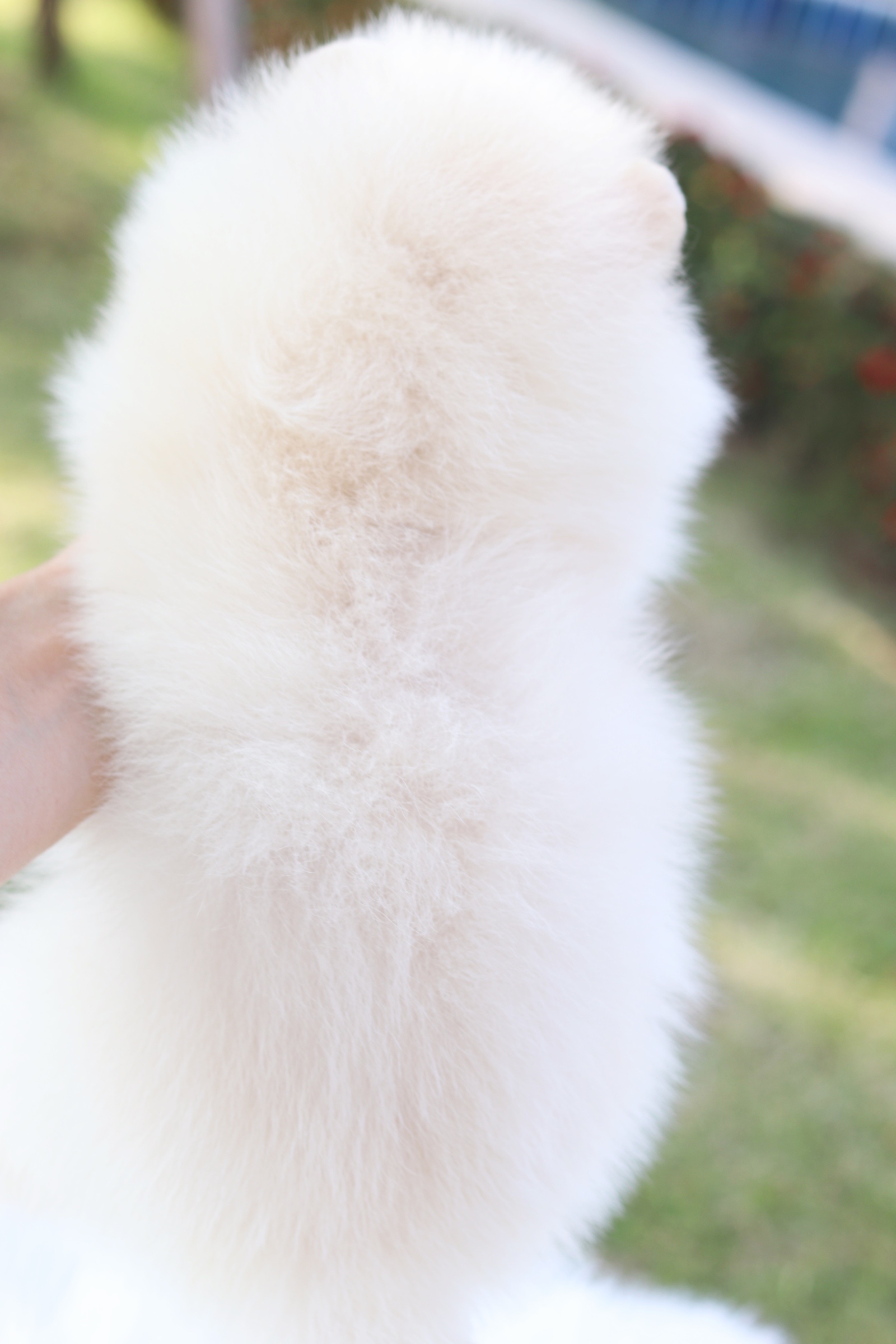 ปอมเมอเรเนียน เพศผู้ สีขาวครีม