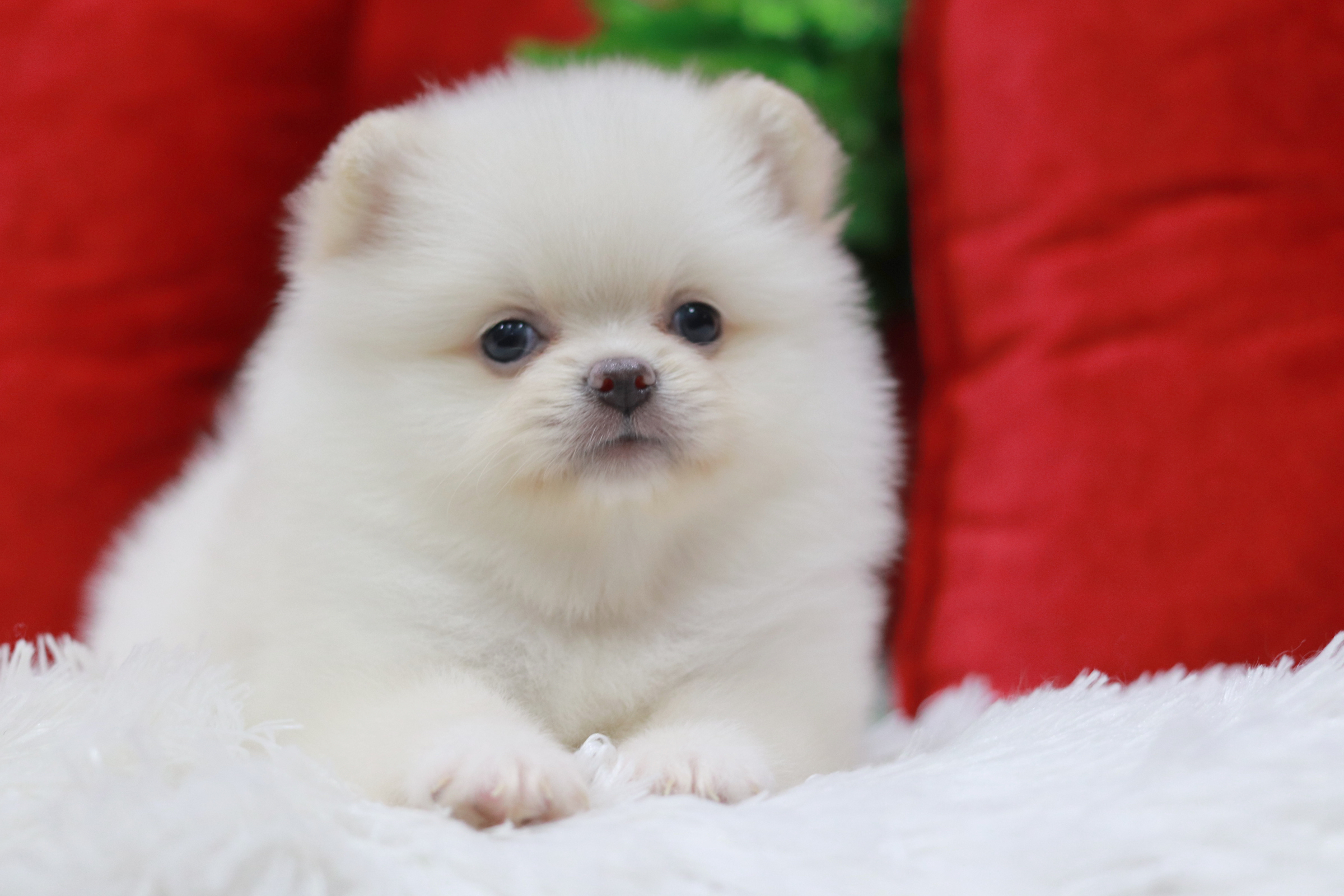 ปอมเมอเรเนียน เพศเมียขาวครีม