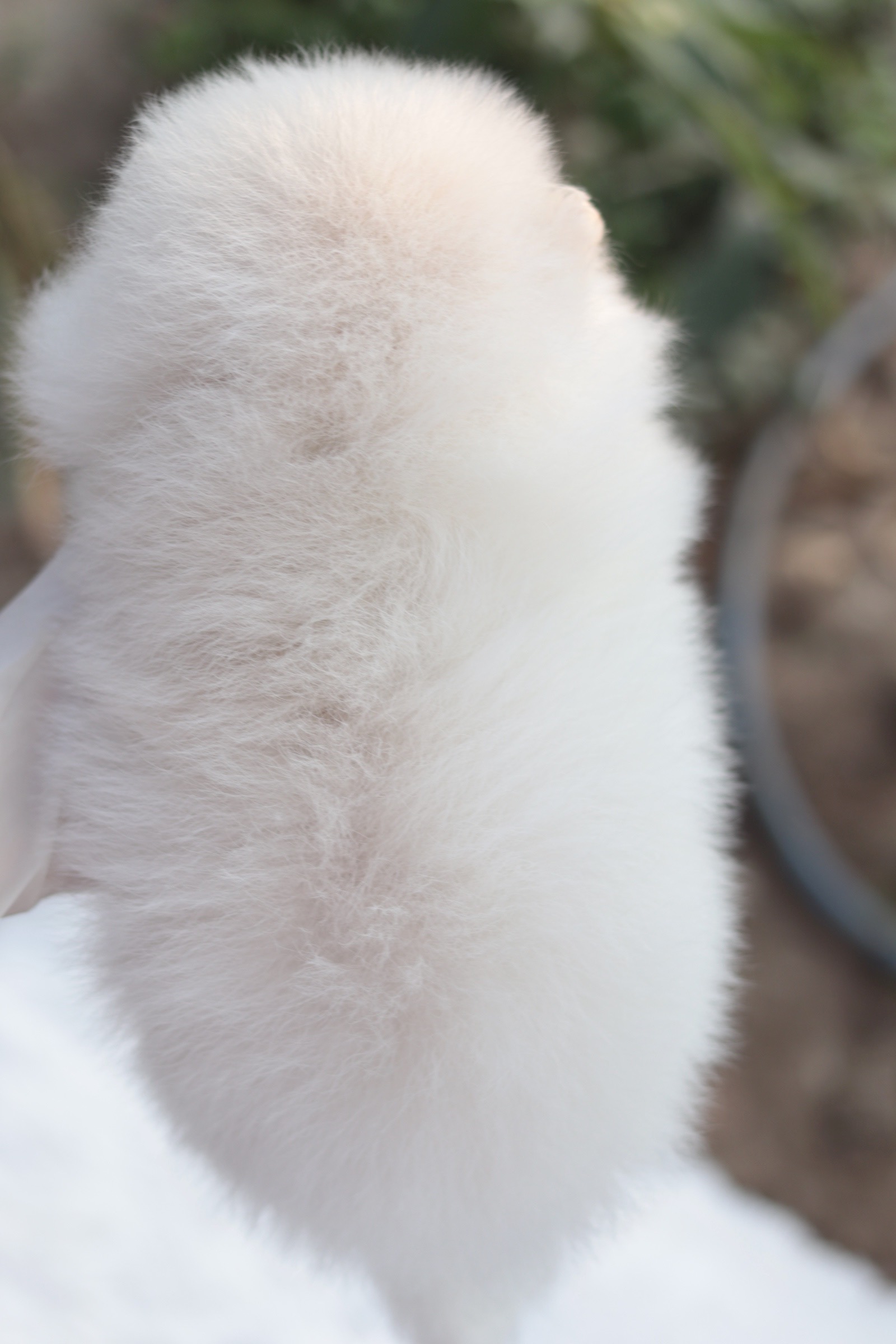 ปอมเมอเรเนียน เพศผู้ สีขาวครีม