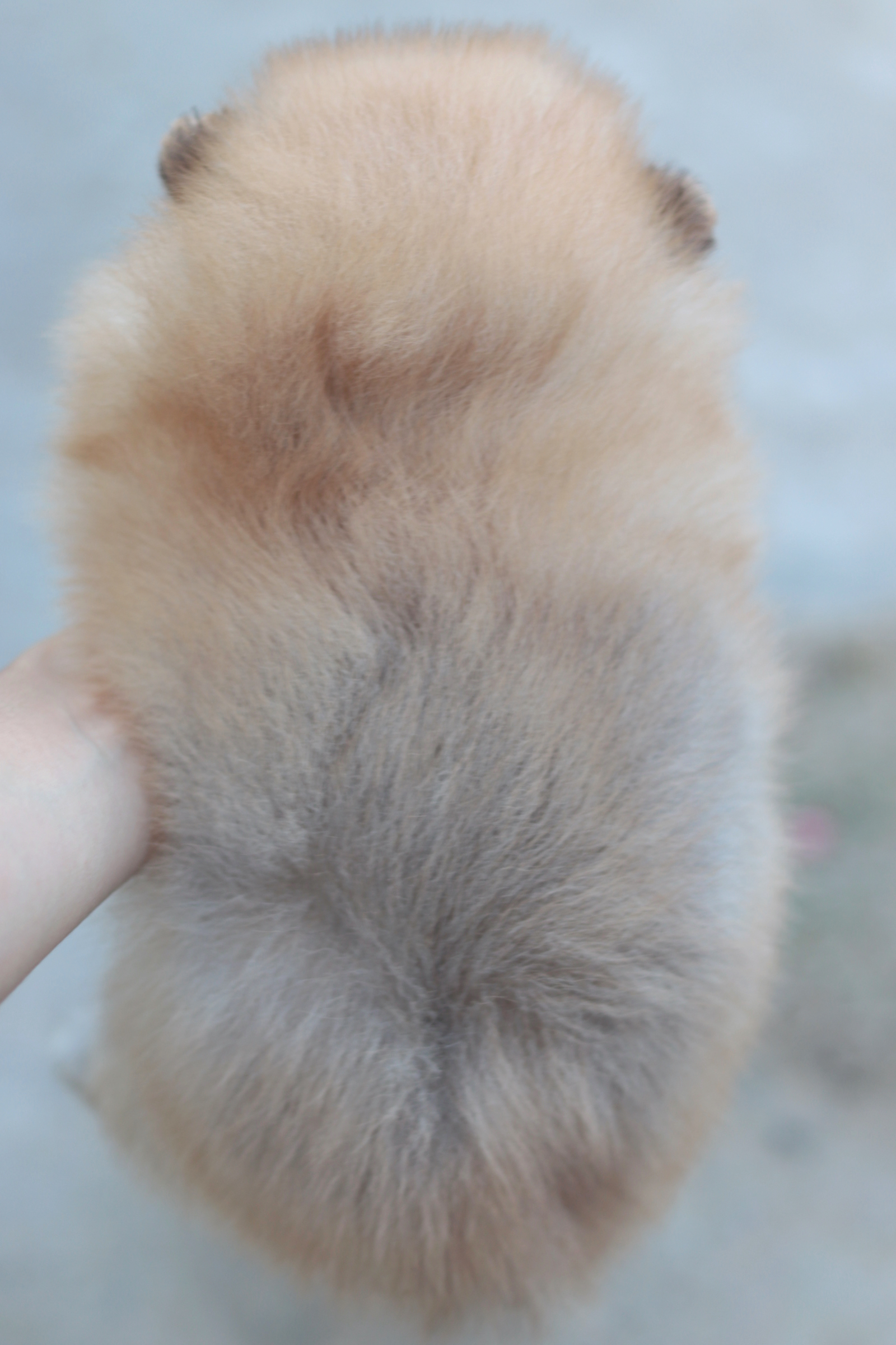 ปอมเมอเรเนียน เพศผู้สีส้มเกรดโชว์