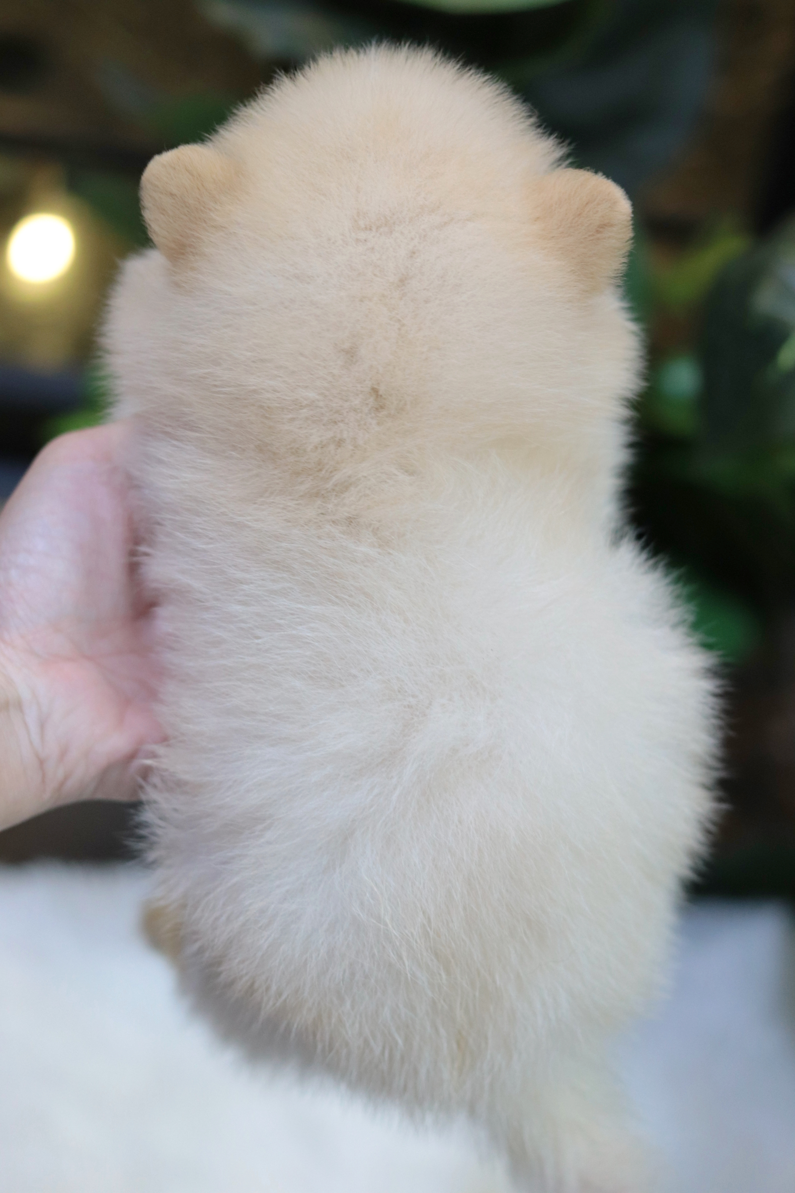 ปอมเมอเรเนียน เพศเมียสีขาวครีม