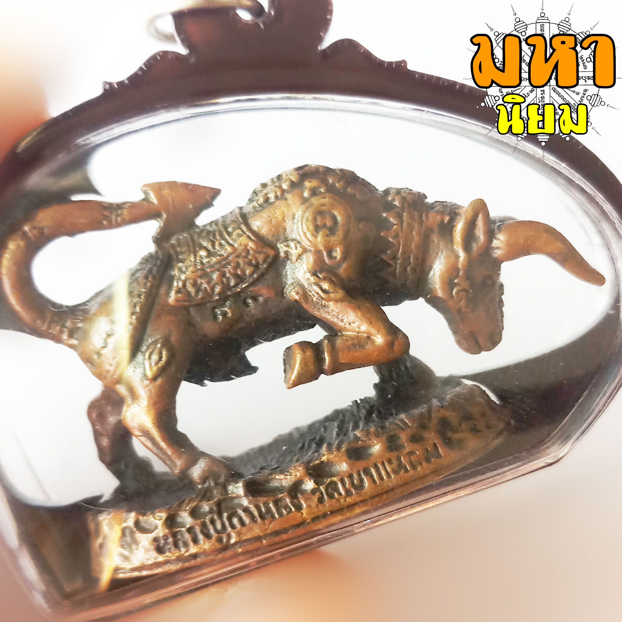 วัวธนูทอง คะนองฤทธิ์ หลวงปู่กาหลง วัดเขาแหลม จ.สระแก้ว