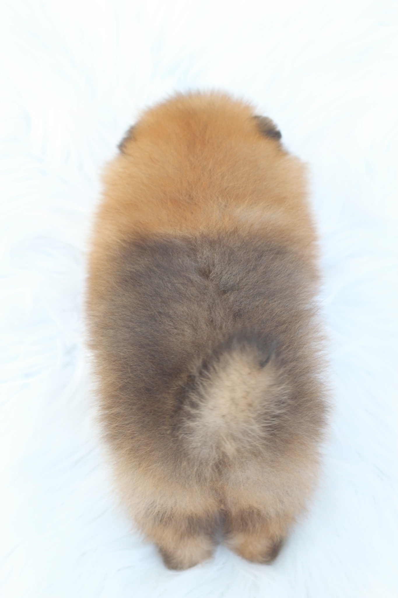 ปอมเมอเรเนียน เพศผู้สีส้ม