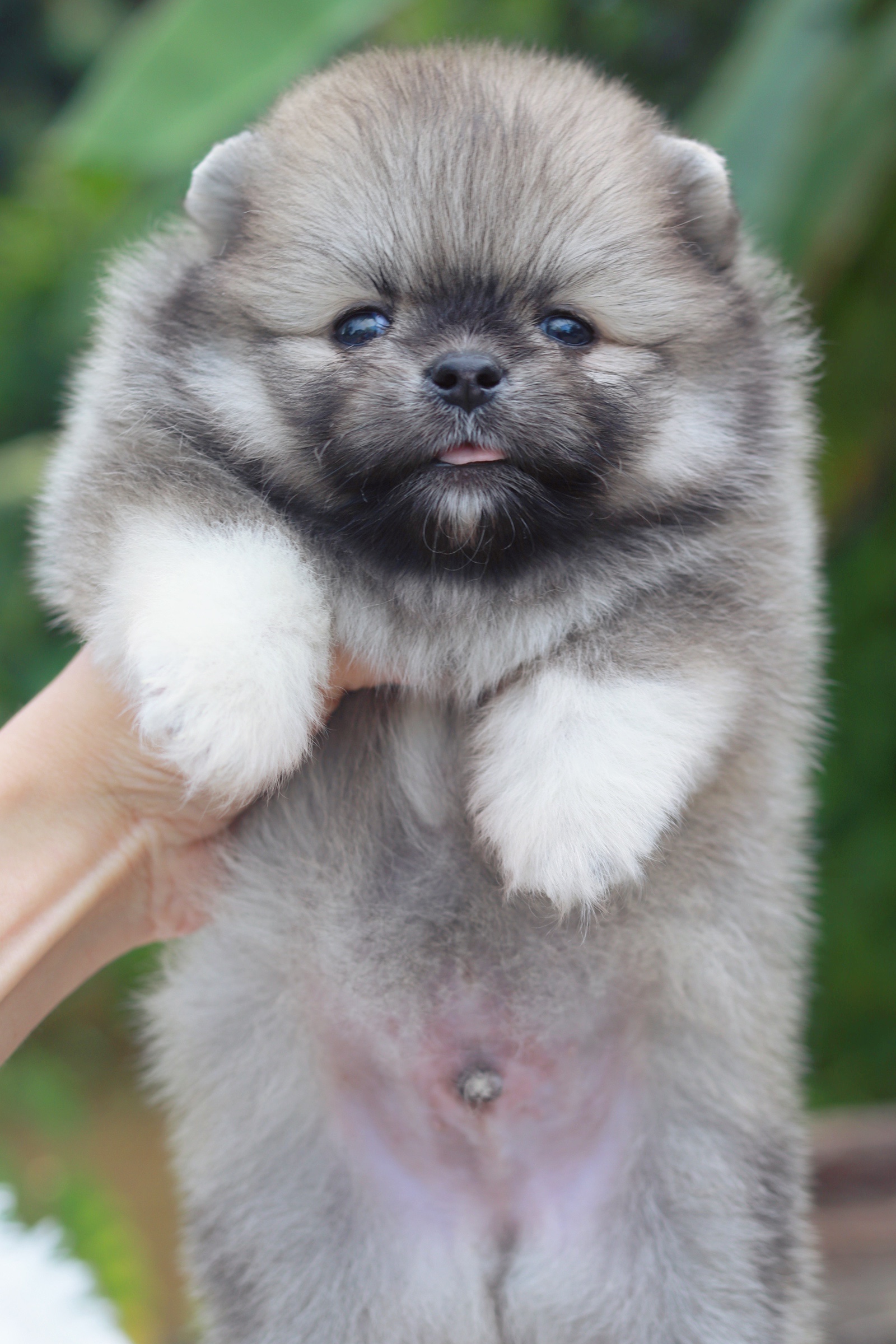 ปอมเมอเรเนียน เพศผู้สีส้ม