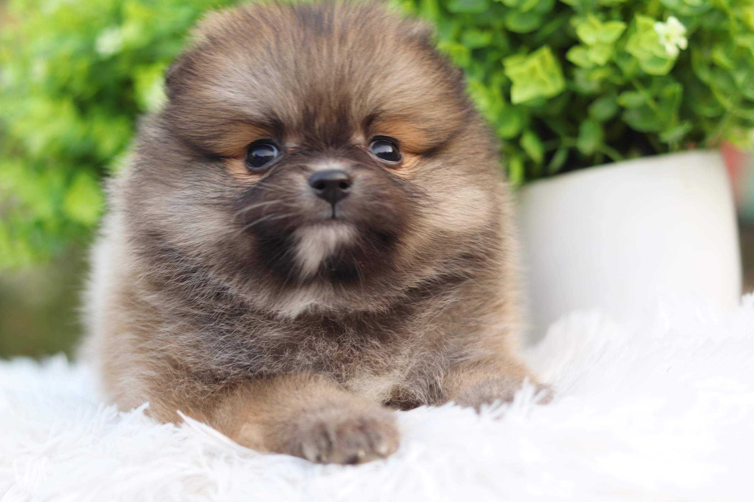 ปอมเมอเรเนียน เพศเมีย