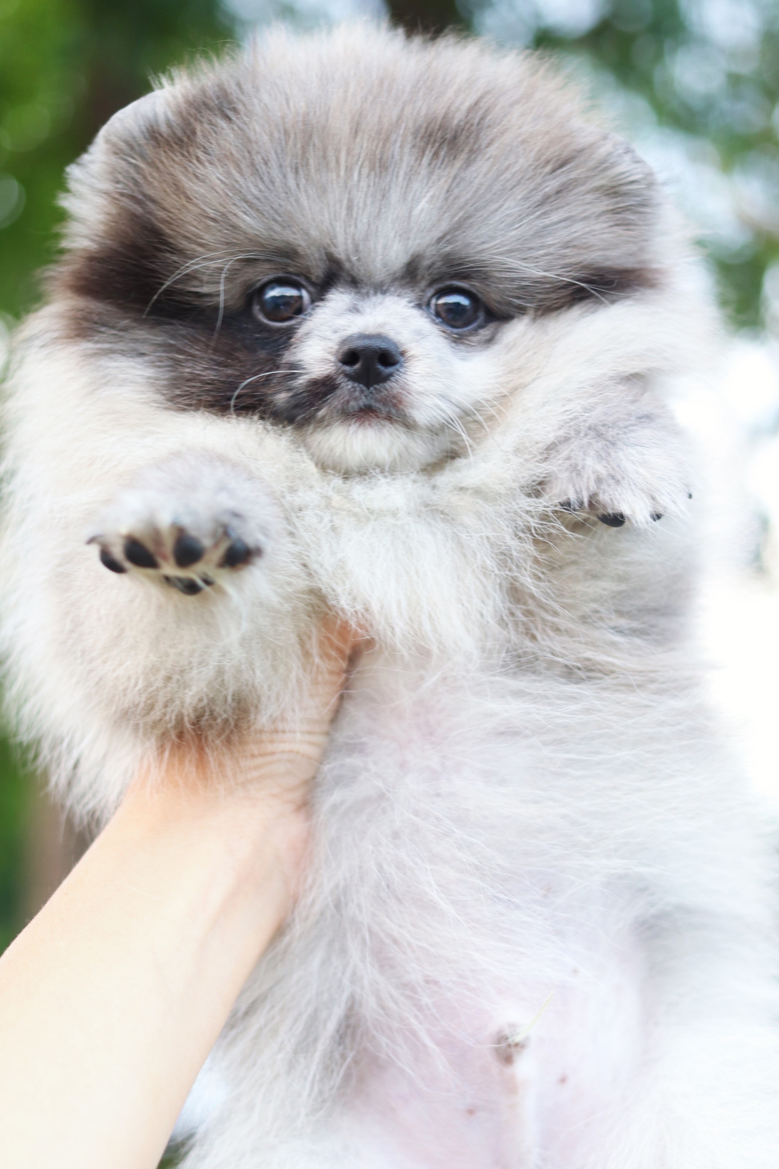 ปอมเมอเรเนียน เพศผู้ สีเมอร์เร่