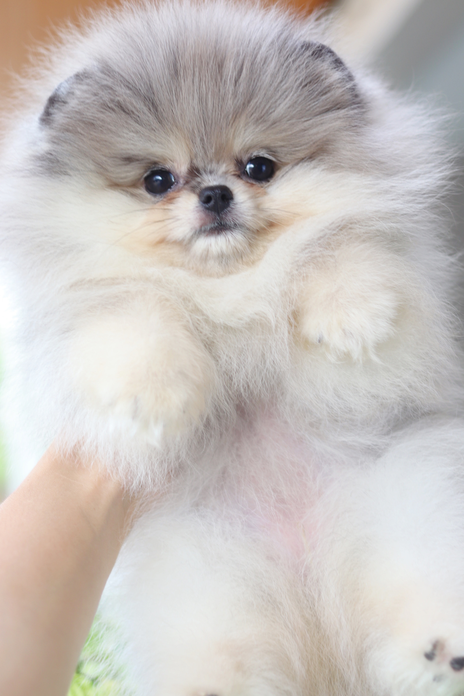 ปอมเมอเรเนียน เพศเมียสีเมอร์เร่ เกรดโชว์