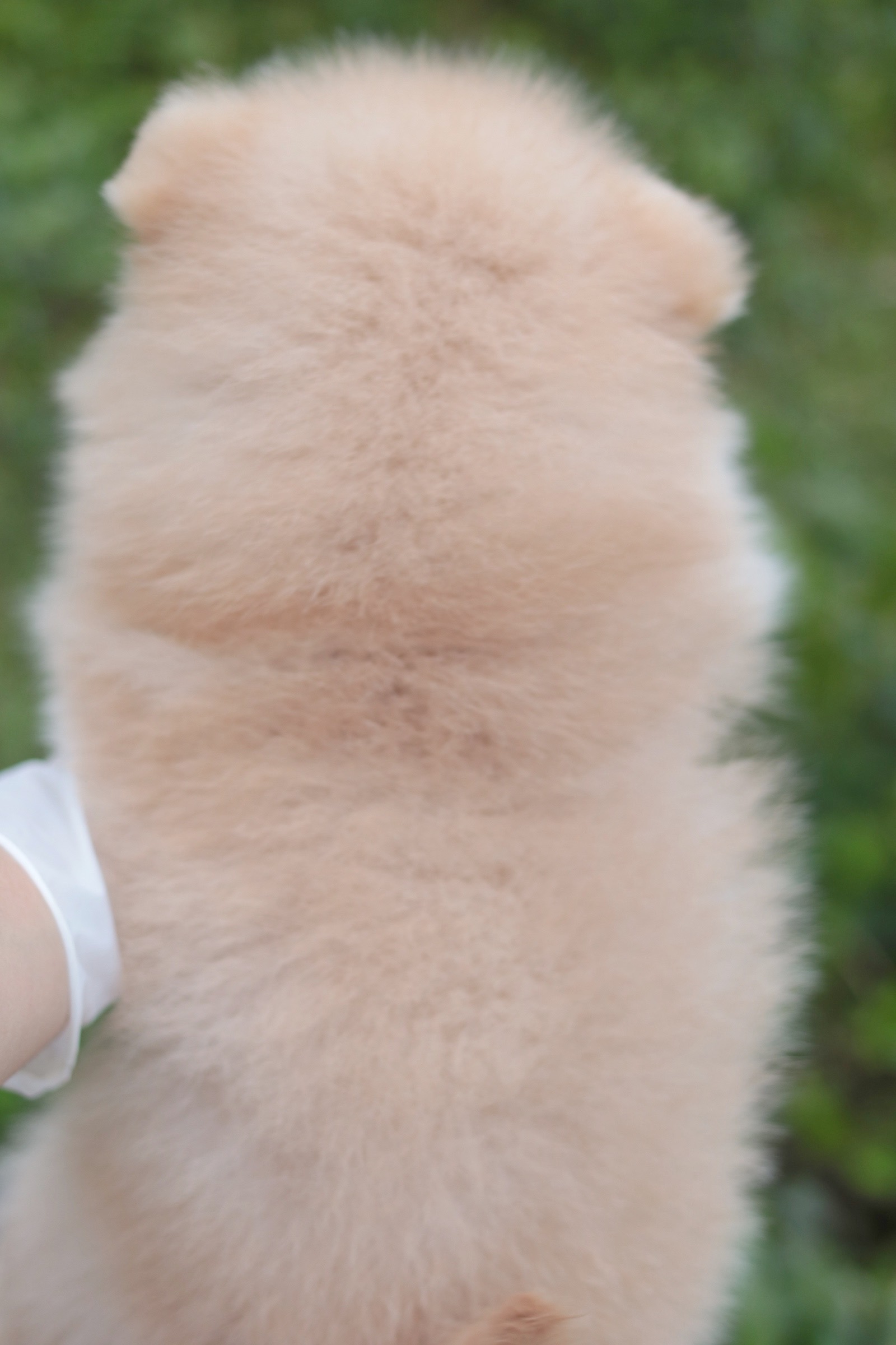 ปอมเมอเรเนียน เพศผู้ สีครีม