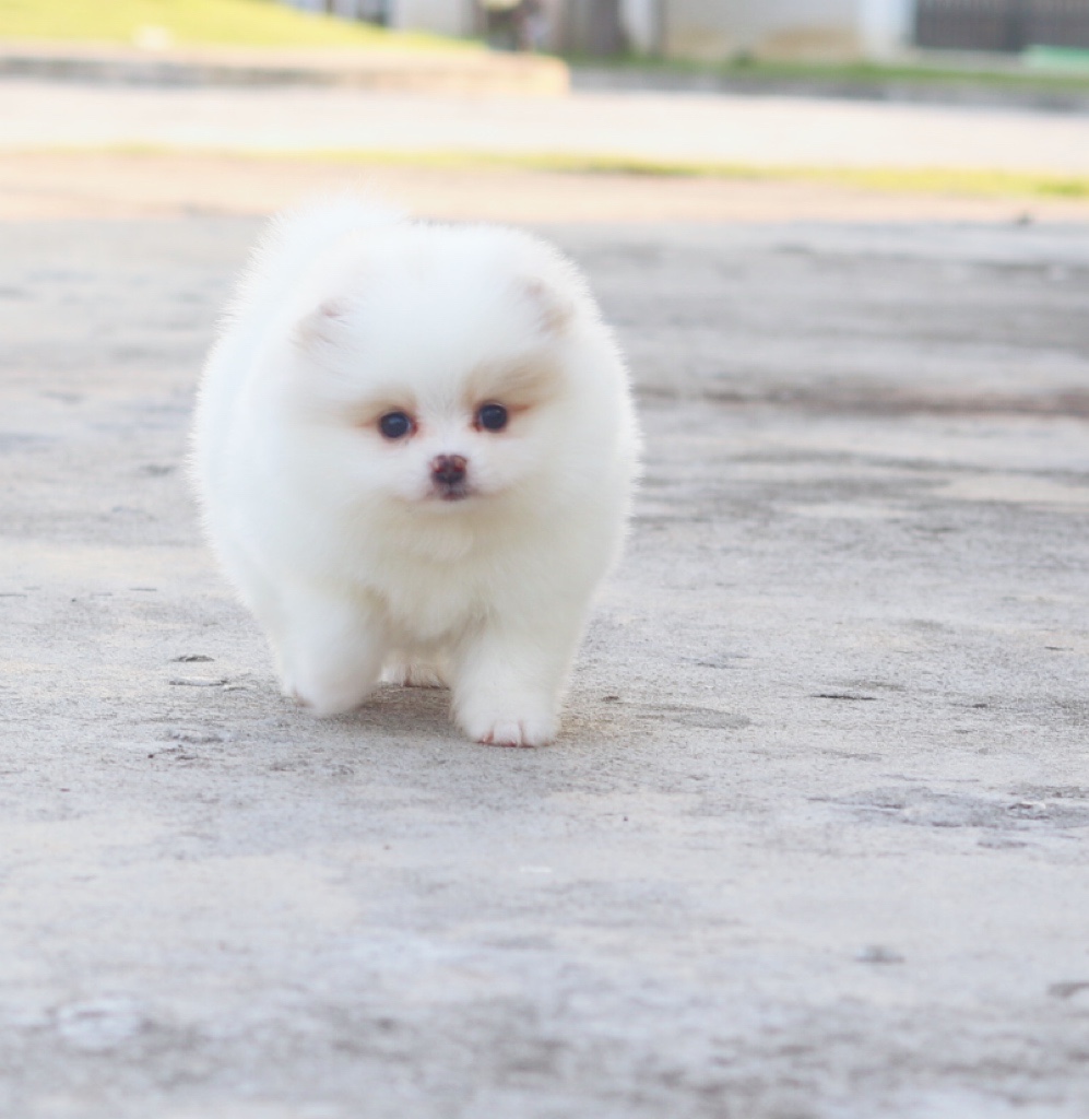 ปอมเมอเรเนียน เพศเมียสีขาวครีม