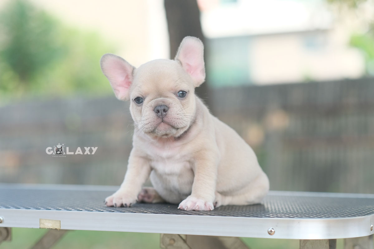 น้องน้อยจ้ำม่ำเพศเมีย สีบลูฟร้อนต์ สีโทนออกเผือก มีตาสีฟ้าเป็นเอกลักษณ์พิเศษ หัวโต หน้าใหญ่ กระดูกดี สวยๆแบบนี้พลาดไม่ได้ค่า, ได้รับการฉีดวัคซีนรวมป้องกัน5โรค ,สุนัขร่างกายสมบูรณ์แข็งแรง สุขภาพจิตดีทุกตัว 092-9918888