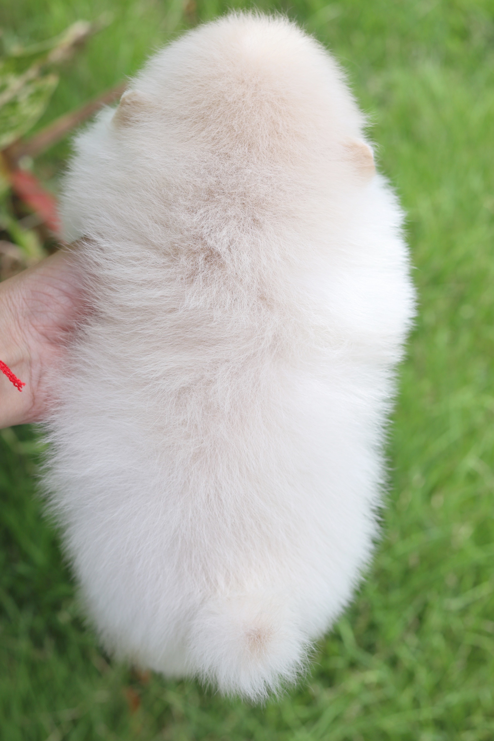 ปอมเมอเรเนียน เพศเมียขาวครีม