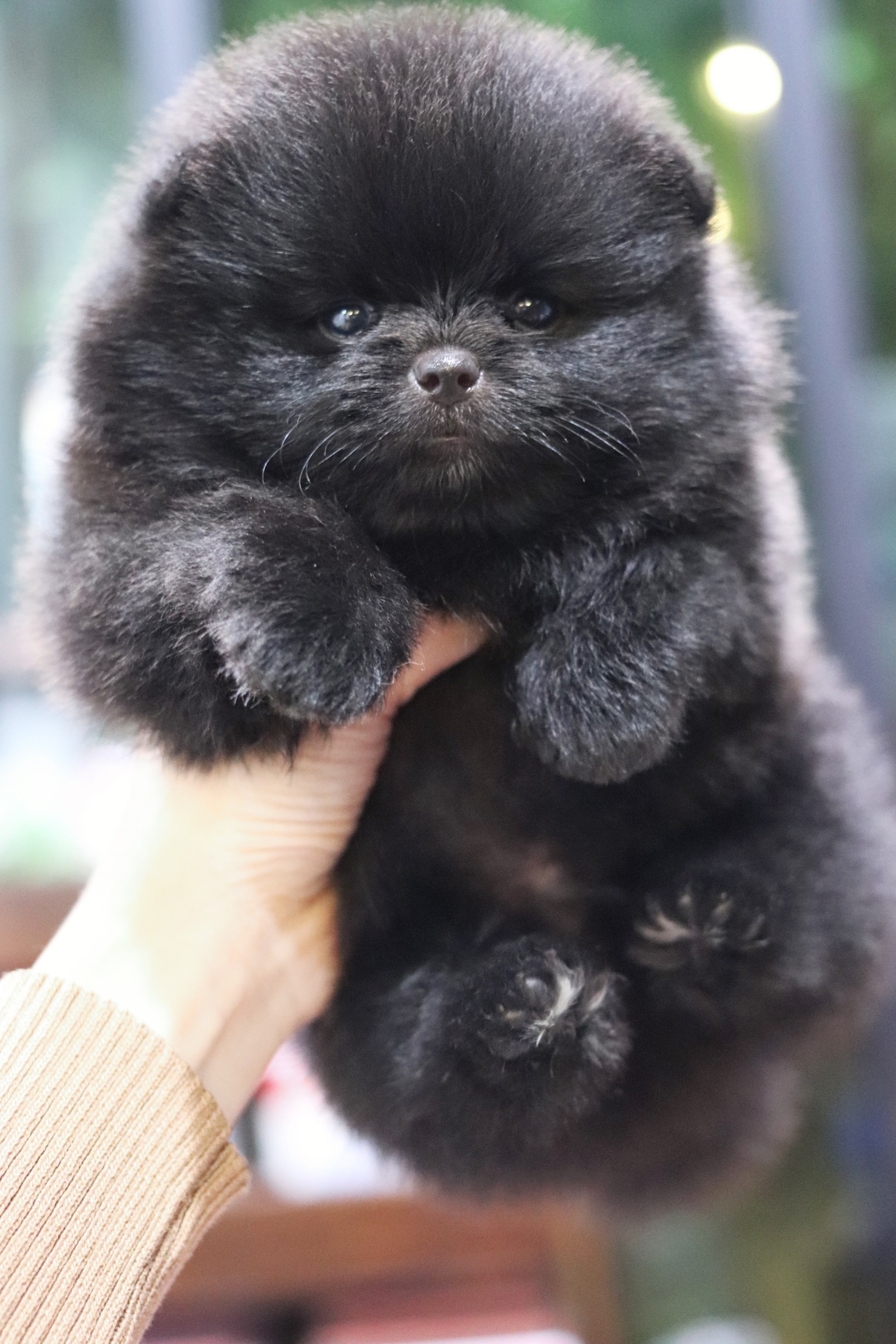 ปอมเมอเรเนียน เพศผู้ สีดำ