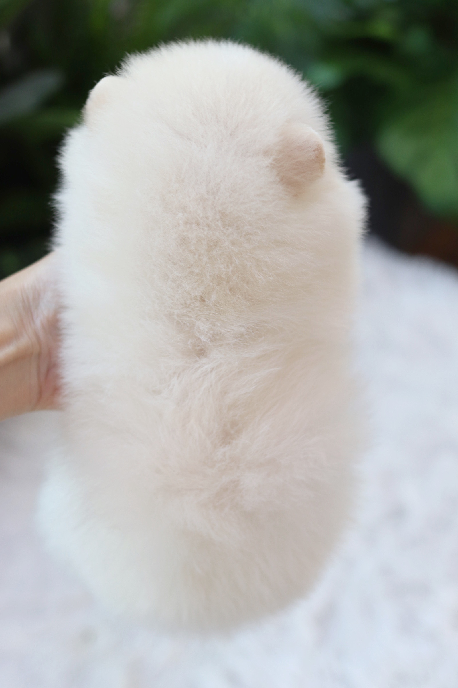 ปอมเมอเรเนียน เพศผู้สีขาวครีม