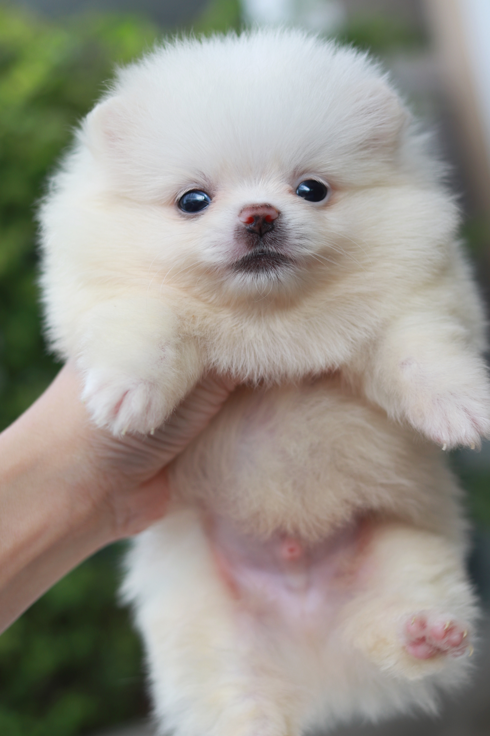 ปอมเมอเรเนียน เพศผู้ หน้าตุ๊กตา