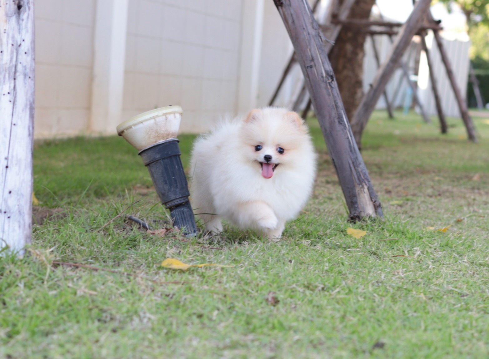 ปอมเมอเรเนียน เพศเมียสีขาวครีม