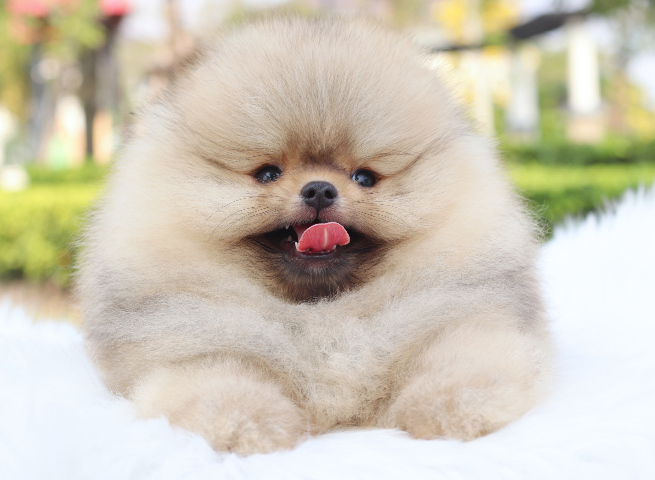 ปอมเมอเรเนียน เพศผู้ สีส้มเกรดโชว์