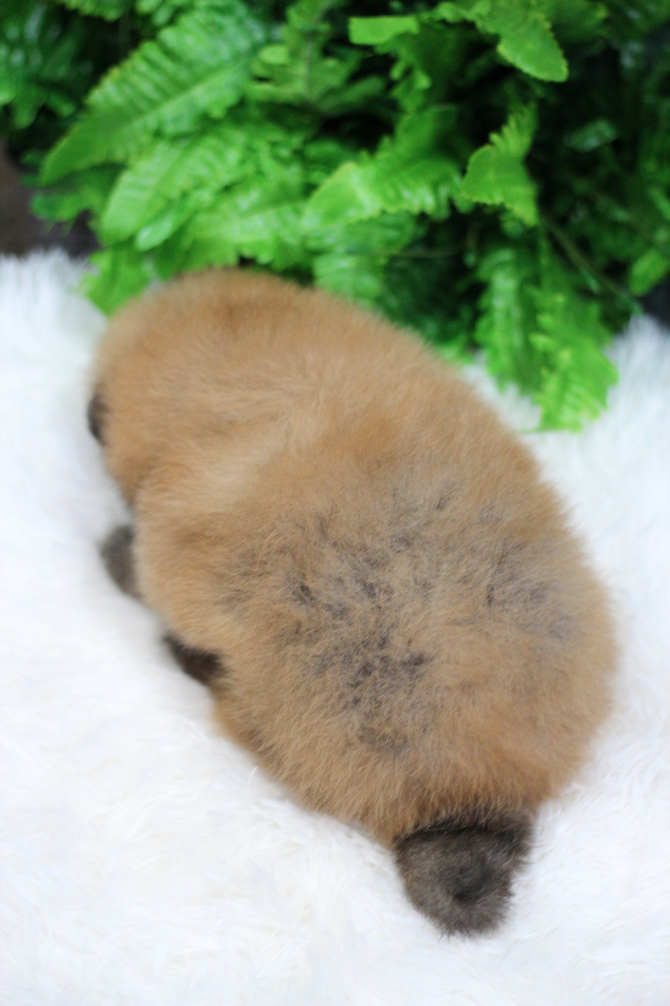 ปอมเมอเรเนียน เพศผู้ สีส้ม