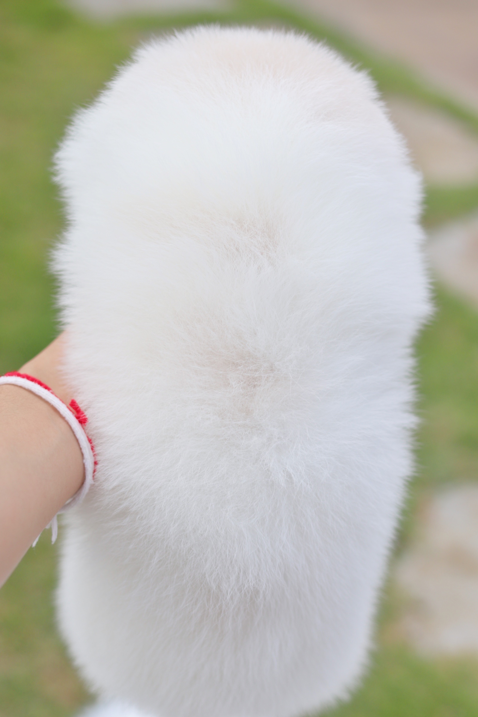 ปอมเมอเรเนียน เพศผู้ สีขาวครีมเกรดโชว์