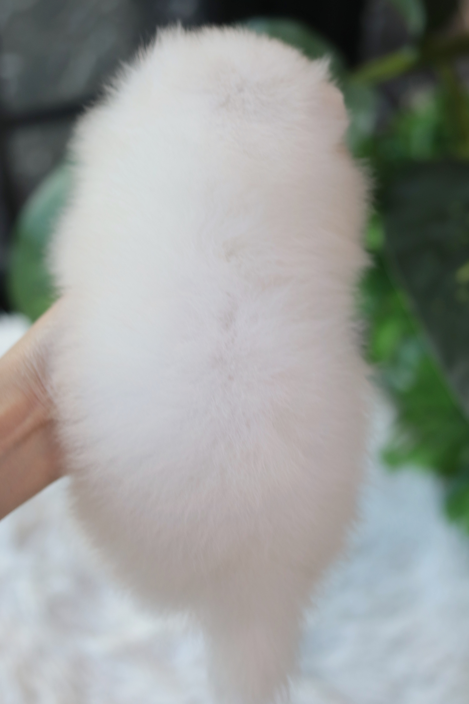 ปอมเมอเรเนียน เพศผู้ขาว