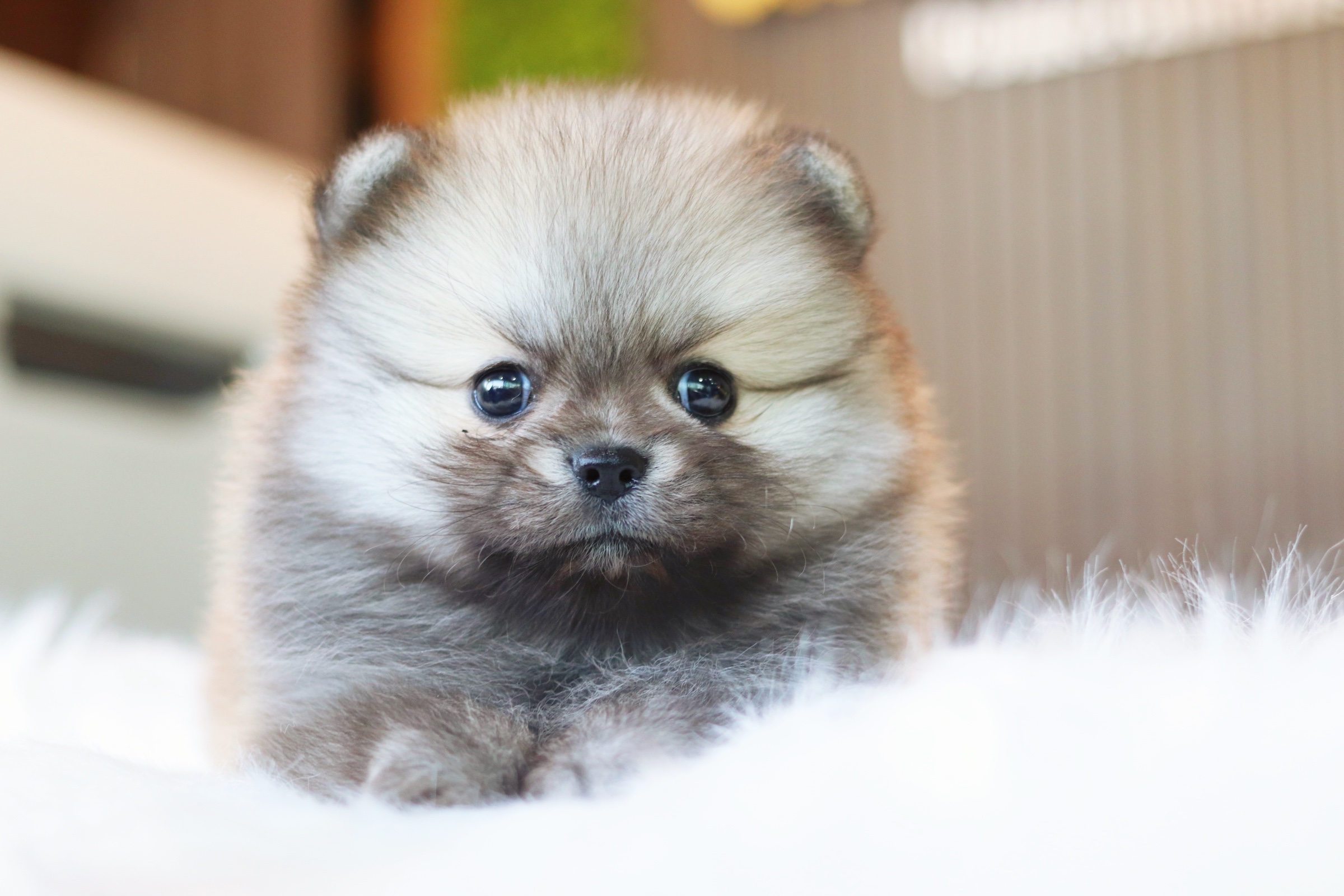 ปอมเมอเรเนียน เพศเมียสีส้ม