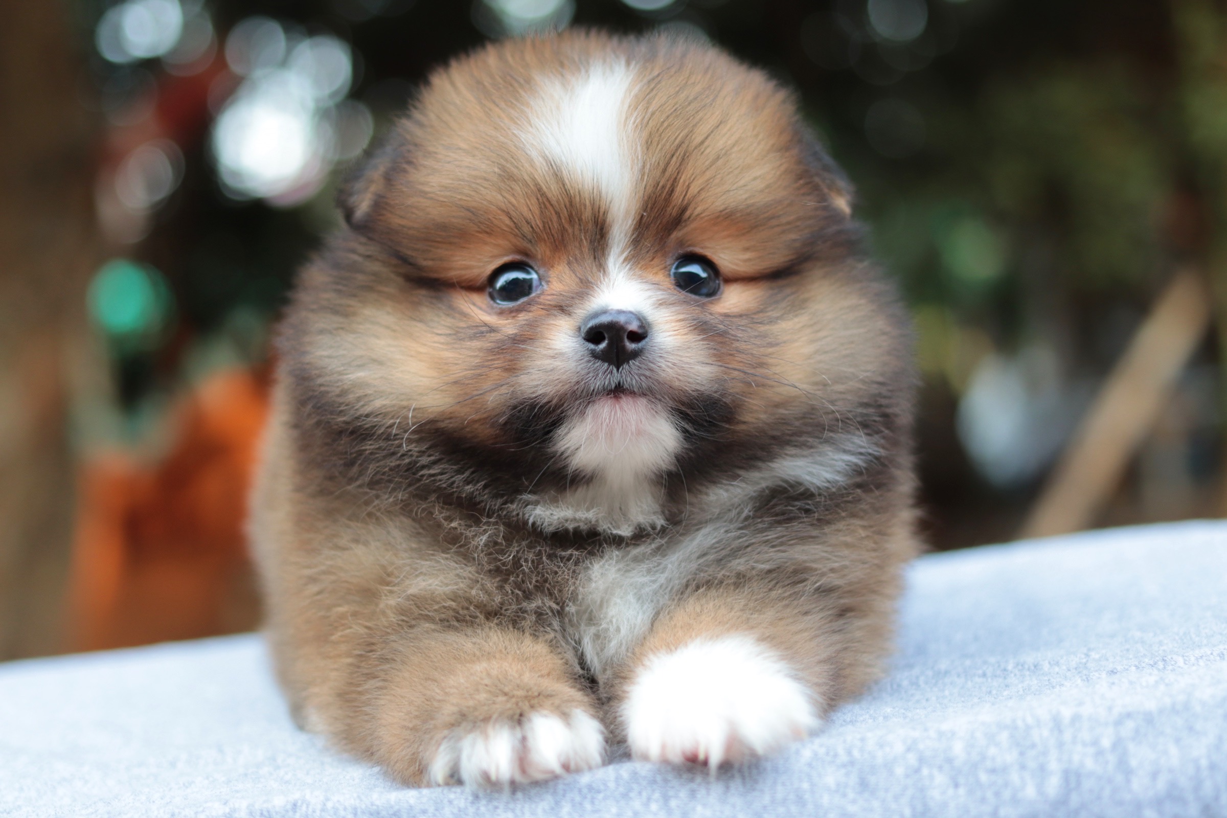 ปอมเมอเรเนียน เพศเมียสีส้ม หน้าฟ็อก