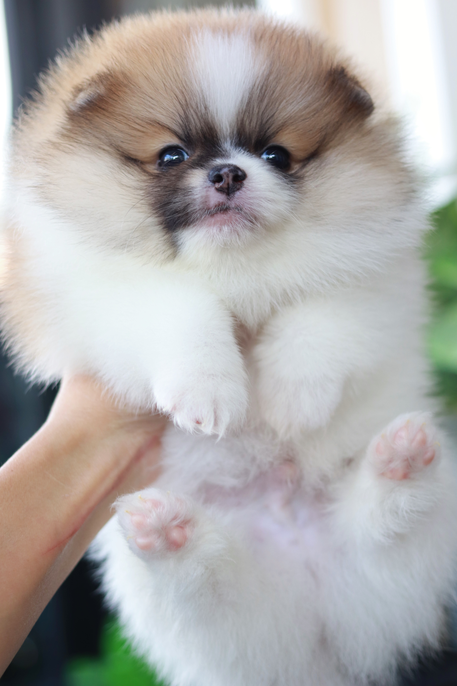 ปอมเมอเรเนียน เพศผู้ แฟนซี