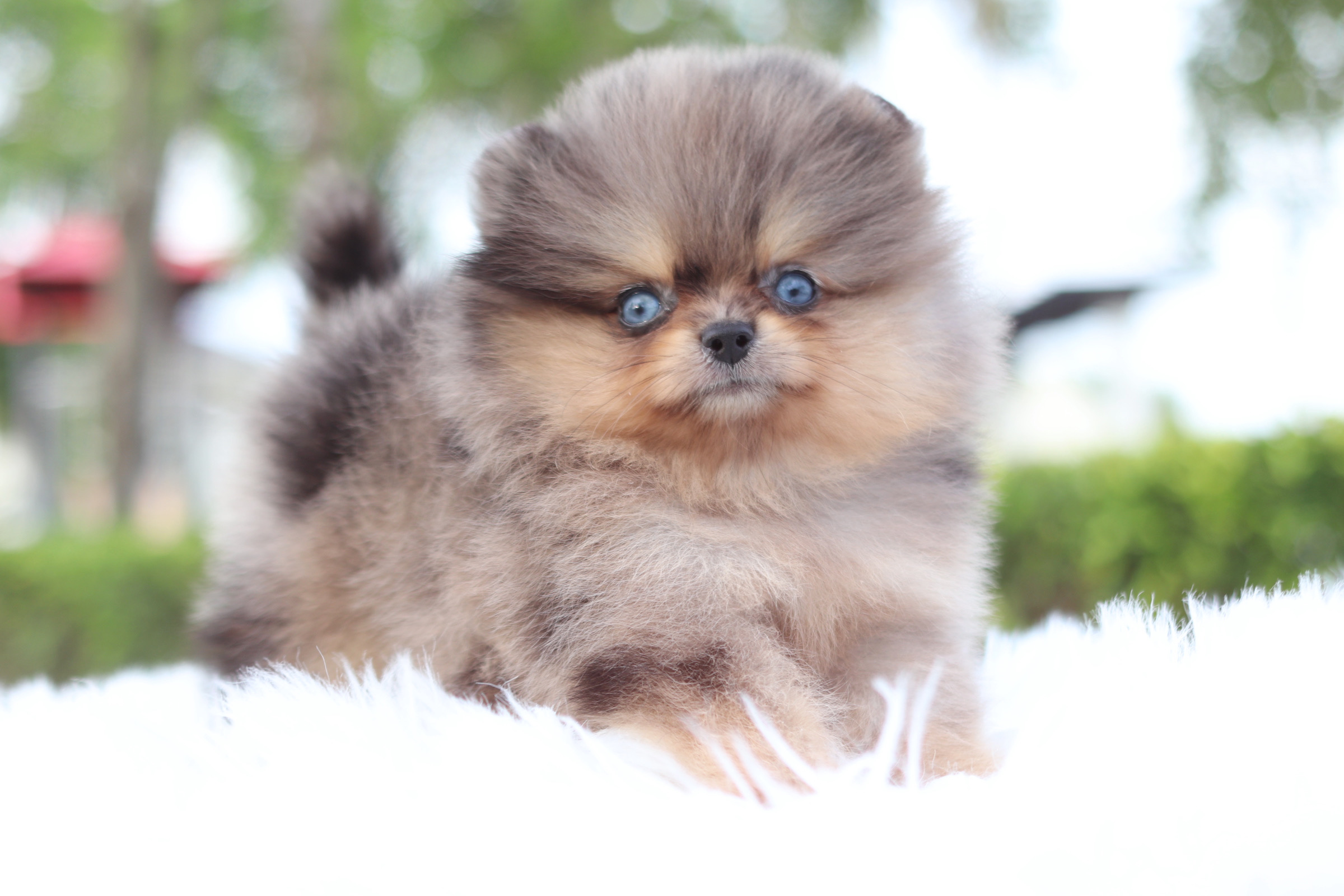 ปอมเมอเรเนียน เพศผู้สีเมอร์เร่ตาฟ้าคู่