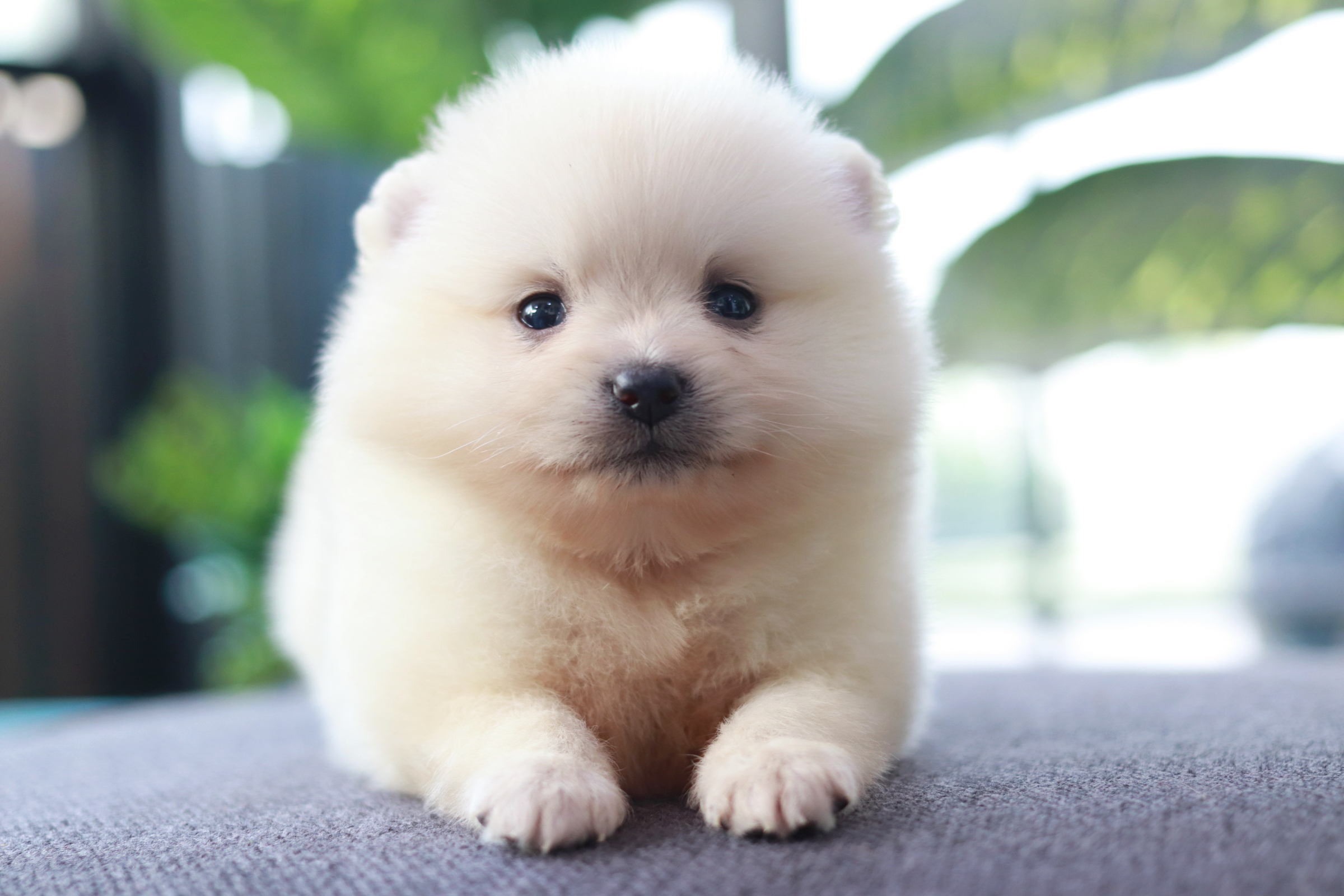 ปอมเมอเรเนียน เพศเมีย