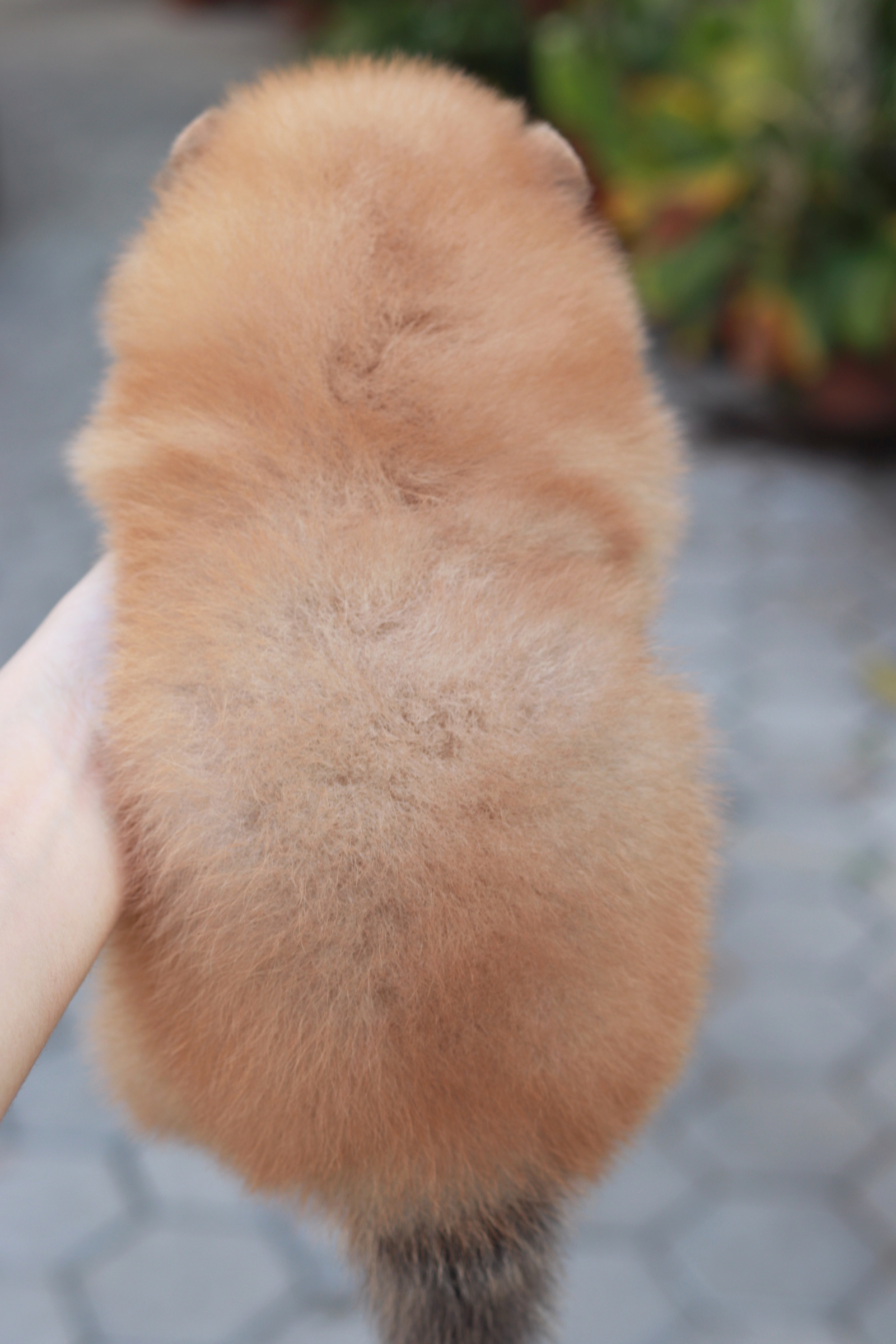 ปอมเมอเรเนียน เพศผู้ สีส้ม