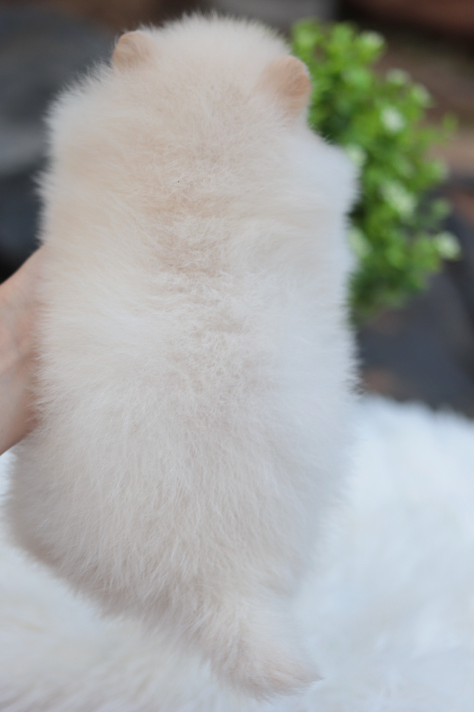 ปอมเมอเรเนียน เพศเมียสีขาวครีม