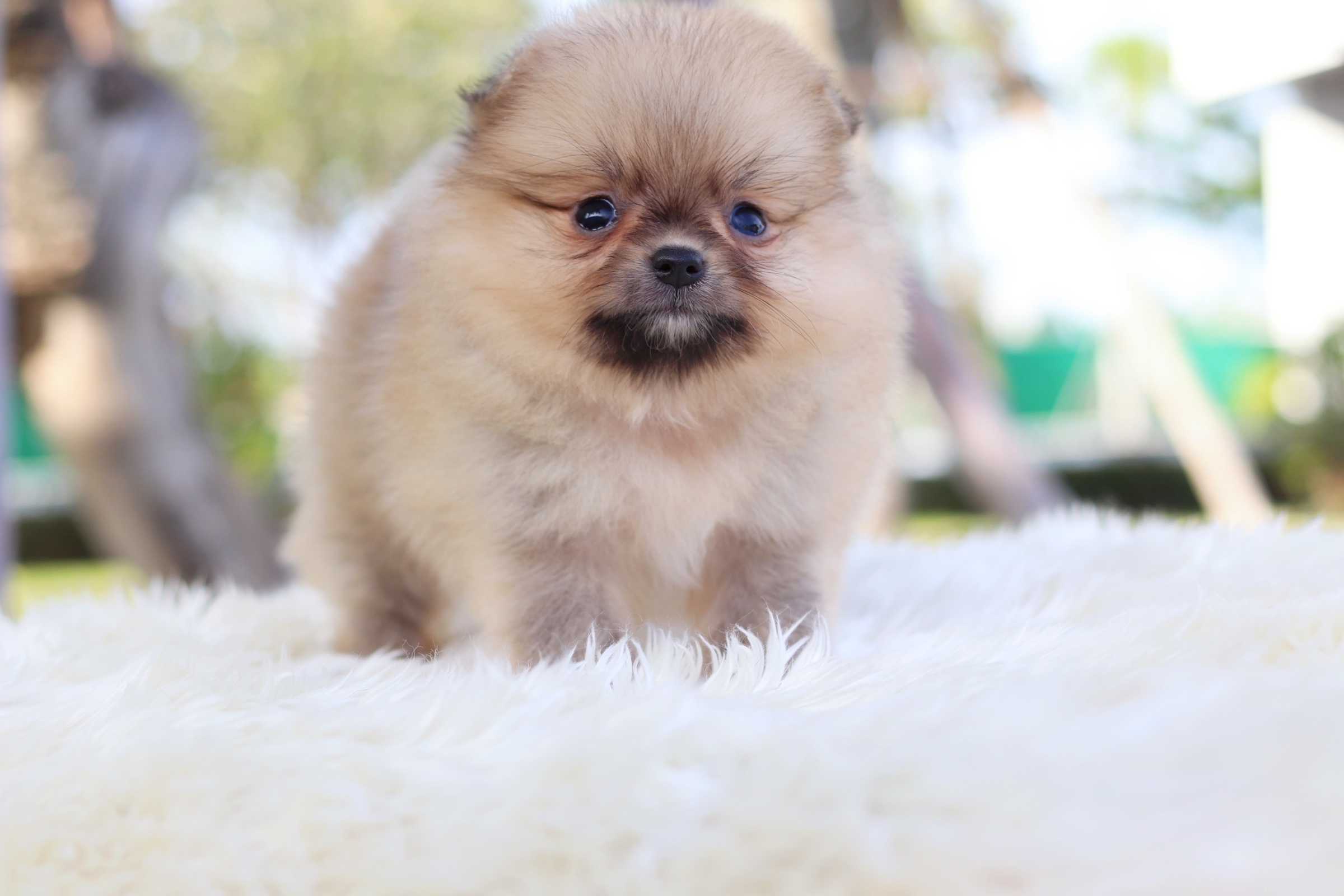 ปอมเมอเรเนียน เพศเมีย สีส้ม