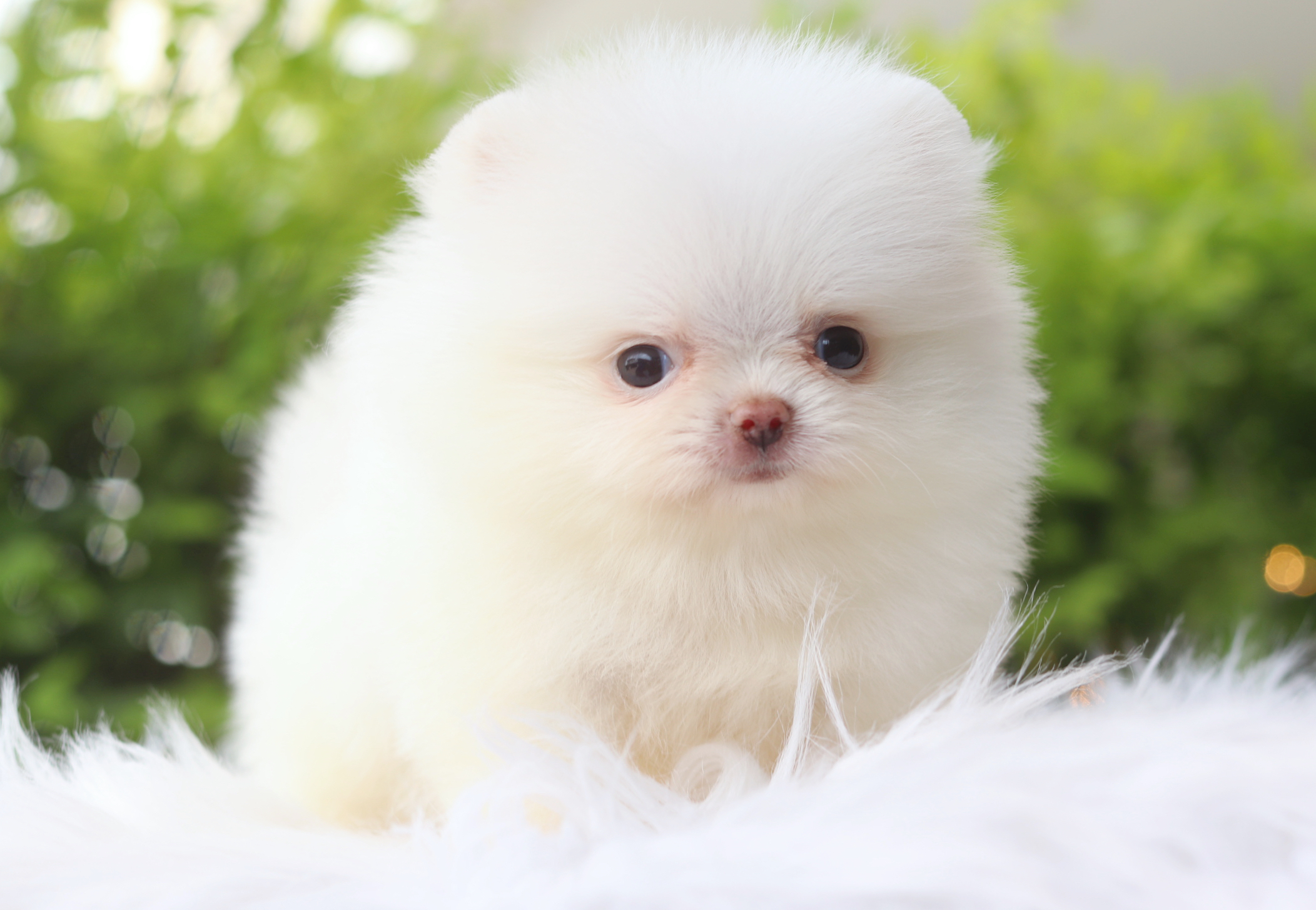 ปอมเมอเรเนียน เพศผู้สีขาวครีมเกรดโชว์