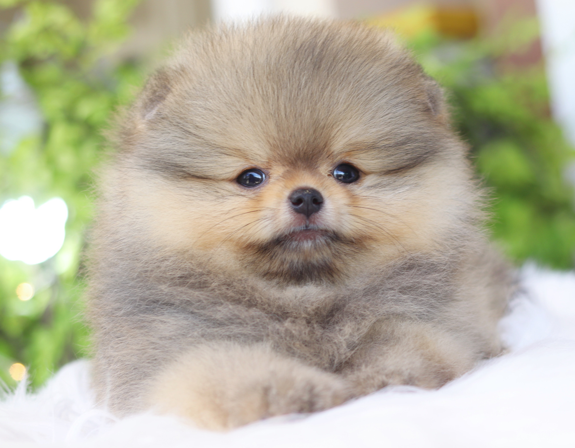 ปอมเมอเรเนียน เพศเมียสีส้มเกรดโชว์