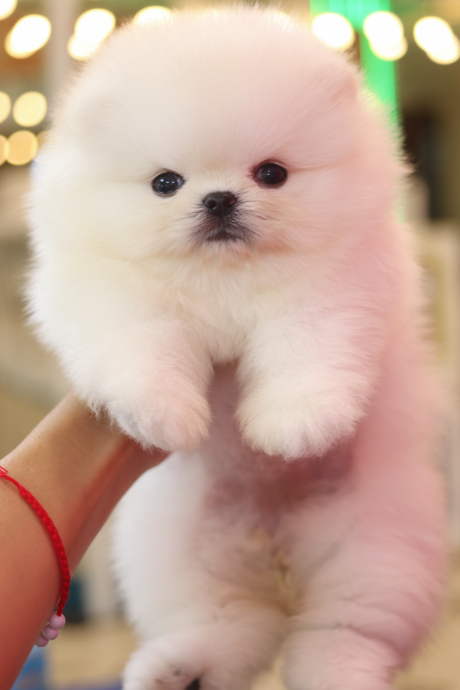 ปอมเมอเรเนียน เพศผู้สีขาวครีม เกรดโชว์