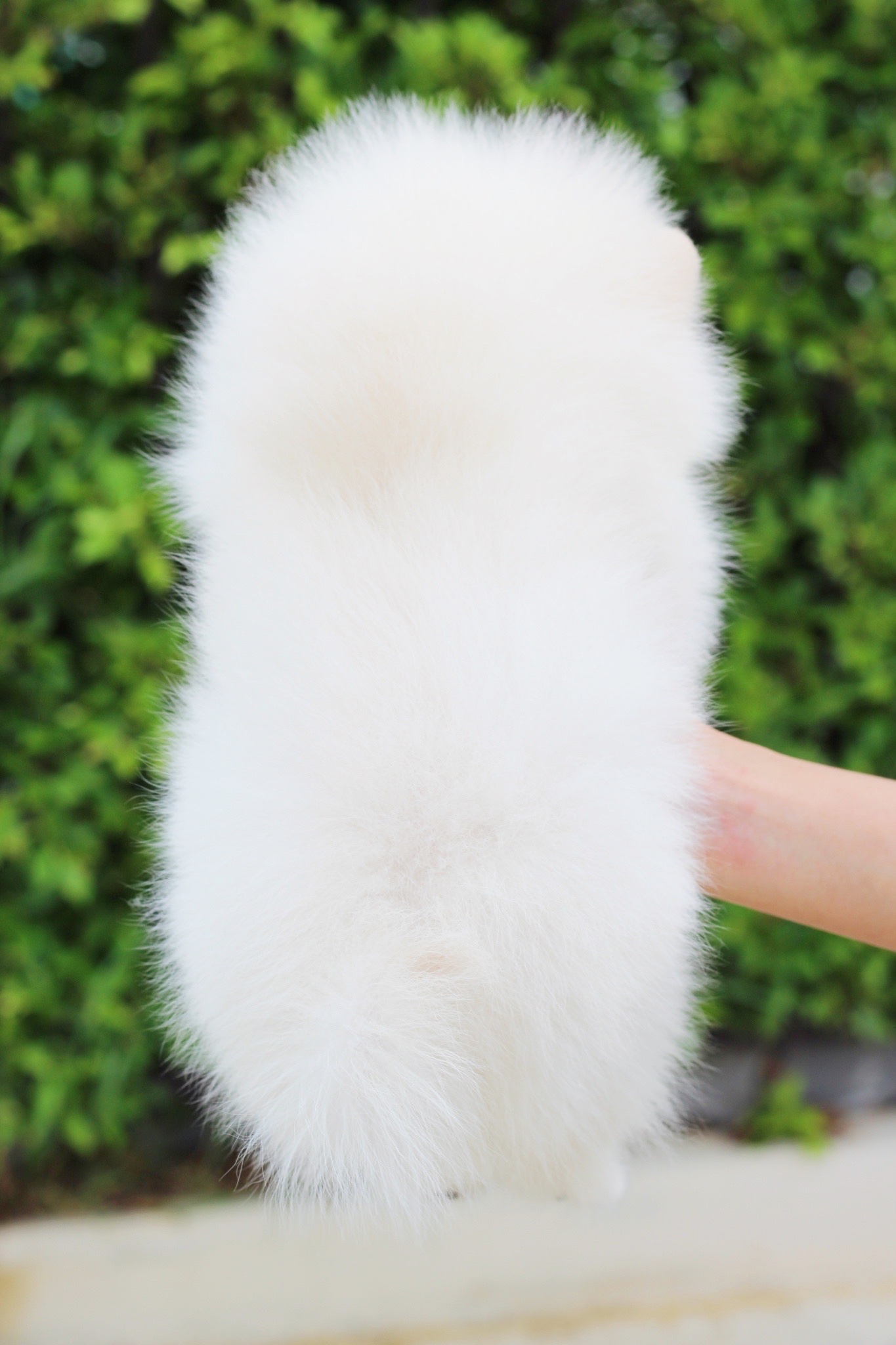 ปอมเมอเรเนียน เพศผู้สีขาวครีม