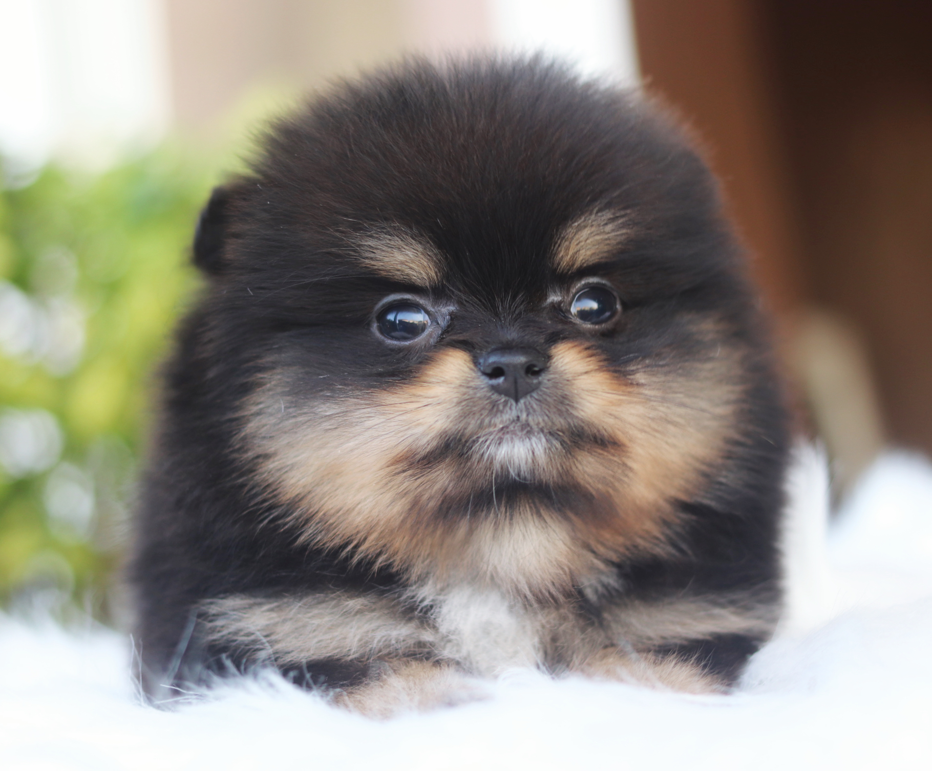 ปอมเมอเรเนียน เพศผู้สีแบล็คแทน