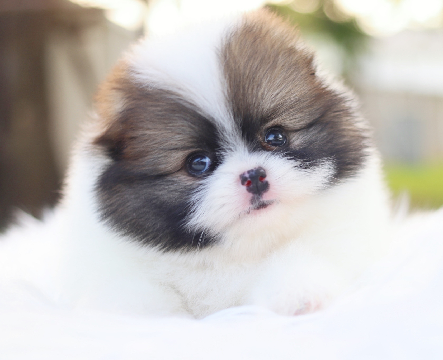 ปอมเมอเรเนียน เพศเมียสีแฟนซี