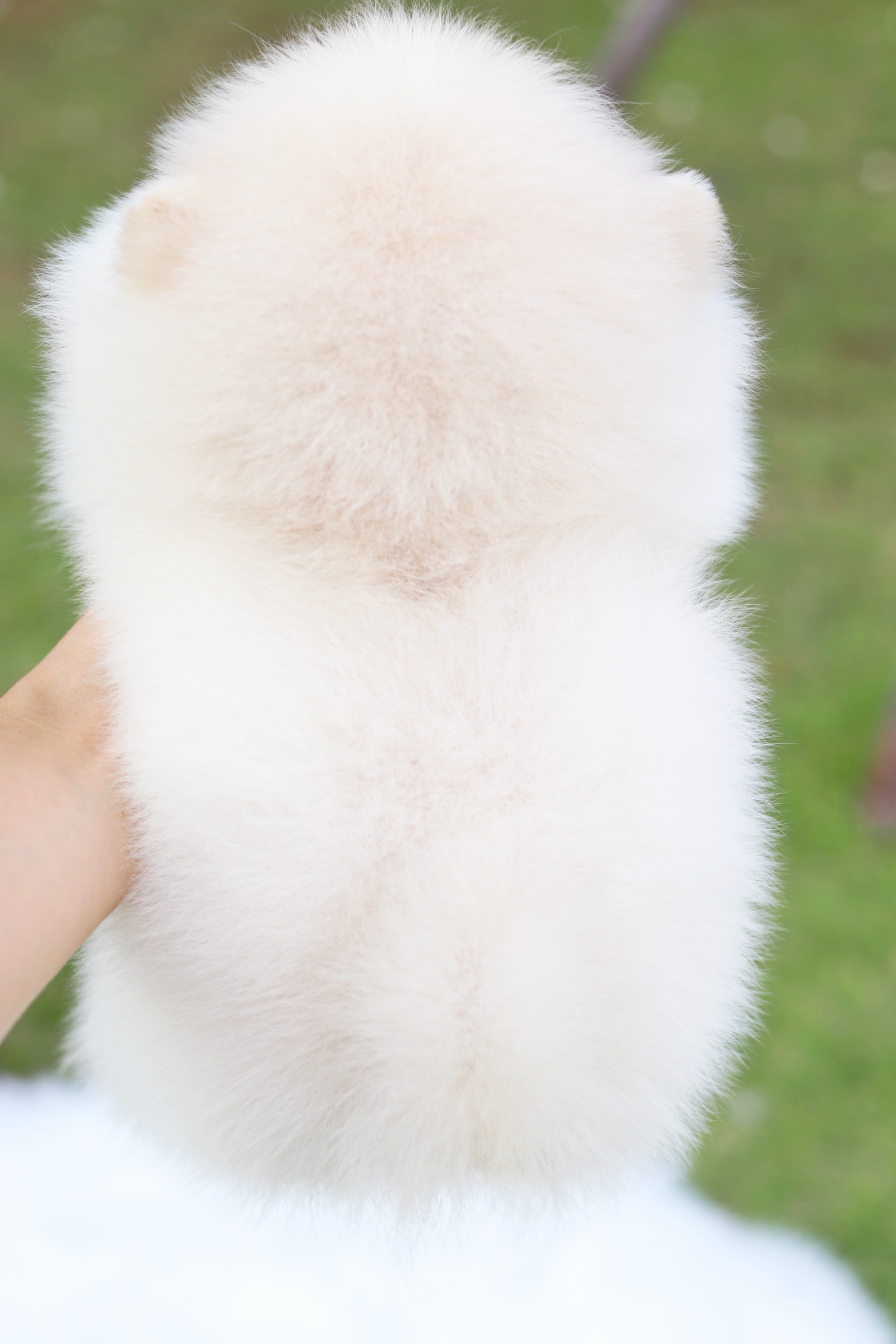 ปอมเมอเรเนียน เพศผู้ สีขาวครีม ขนแน่นๆ