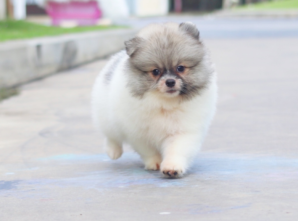 ปอมเมอเรเนียน เพศเมียสีแฟนซี