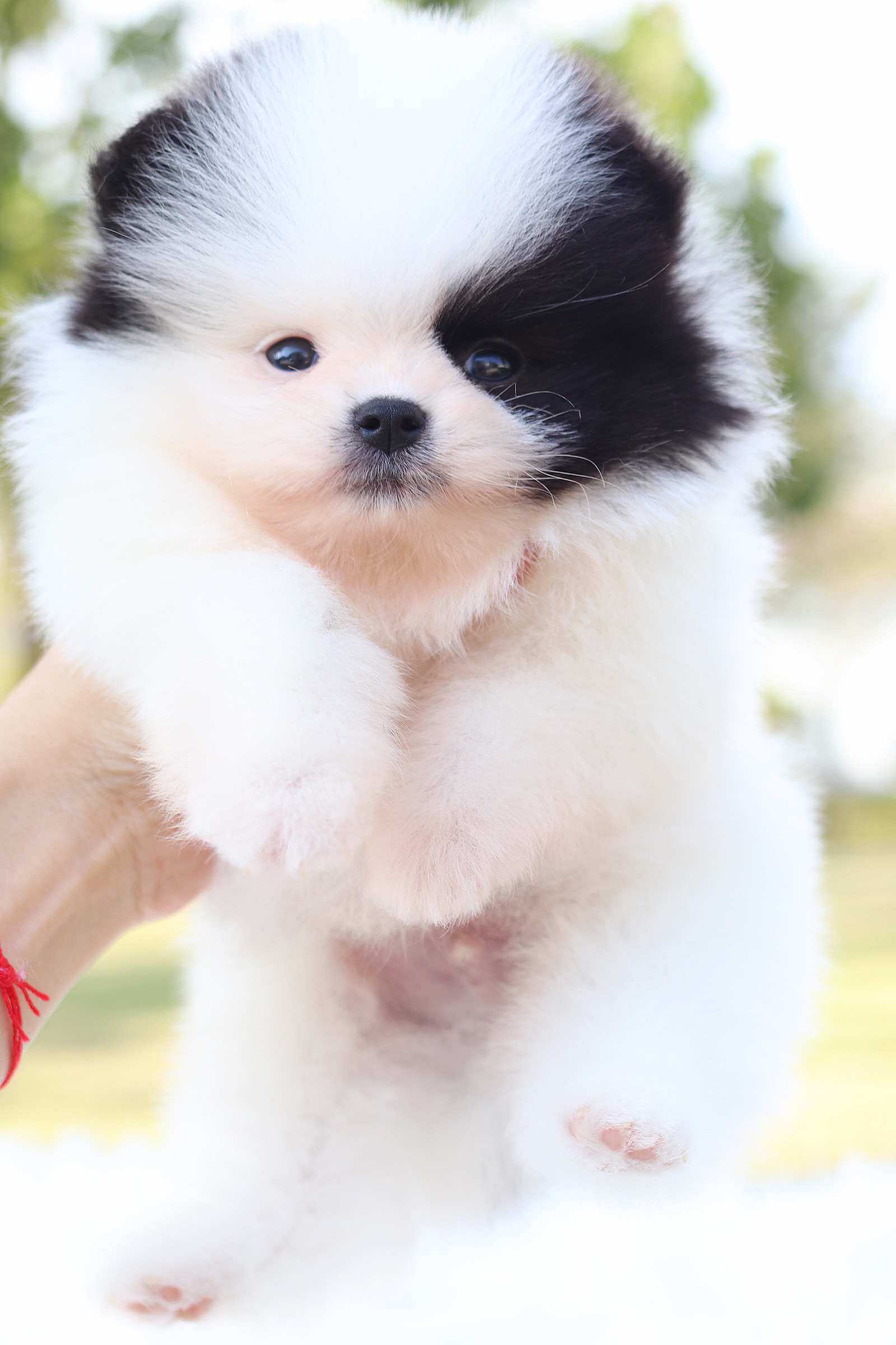 ปอมเมอเรเนียน เพศผู้ มีแฟนซี แพนด้า