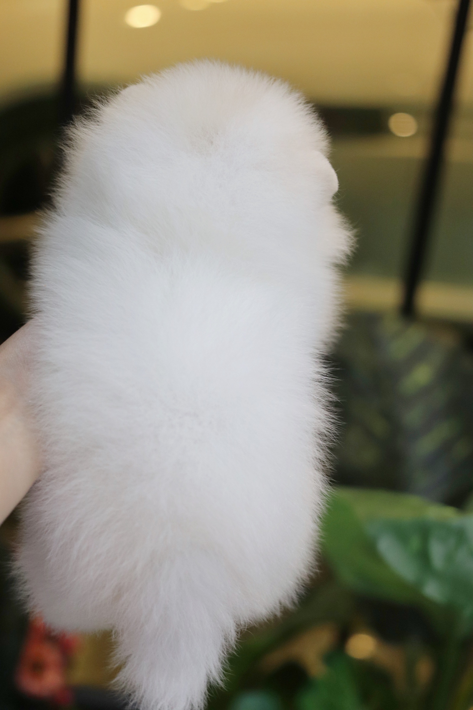 ปอมเมอเรเนียน เพศเมียสีขาวครีม